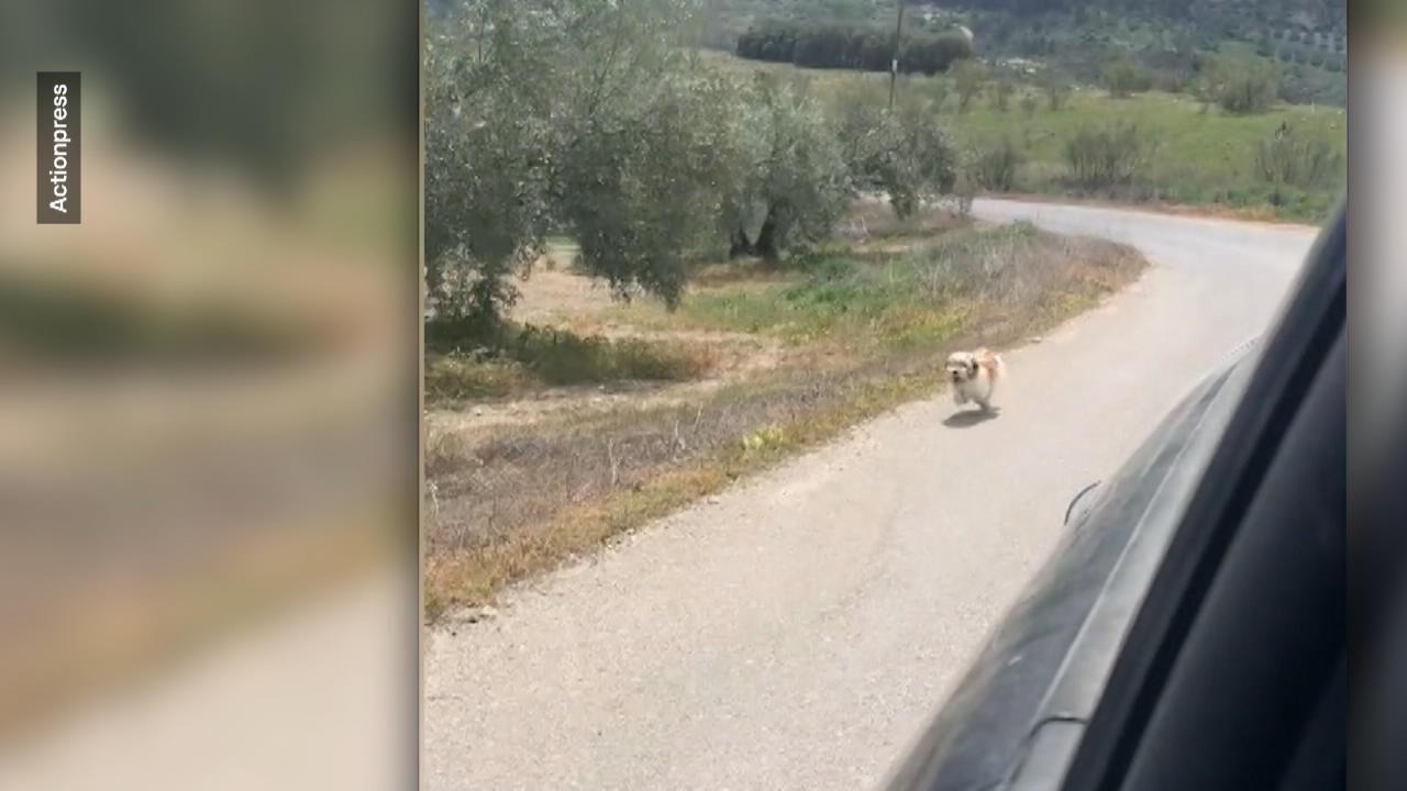 Ausgesetzter Hund rennt Paar hinterher Jetzt ist er ein glückliches Tier