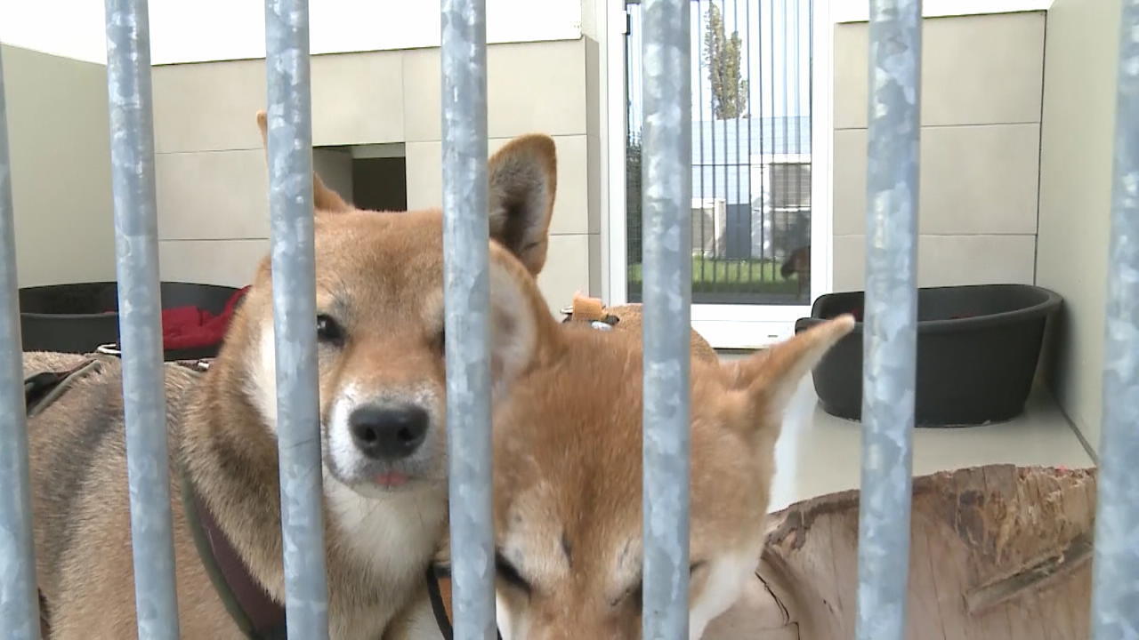 Nach Lockdown: Tierheime an der Belastungsgrenze Ausnahmezustand