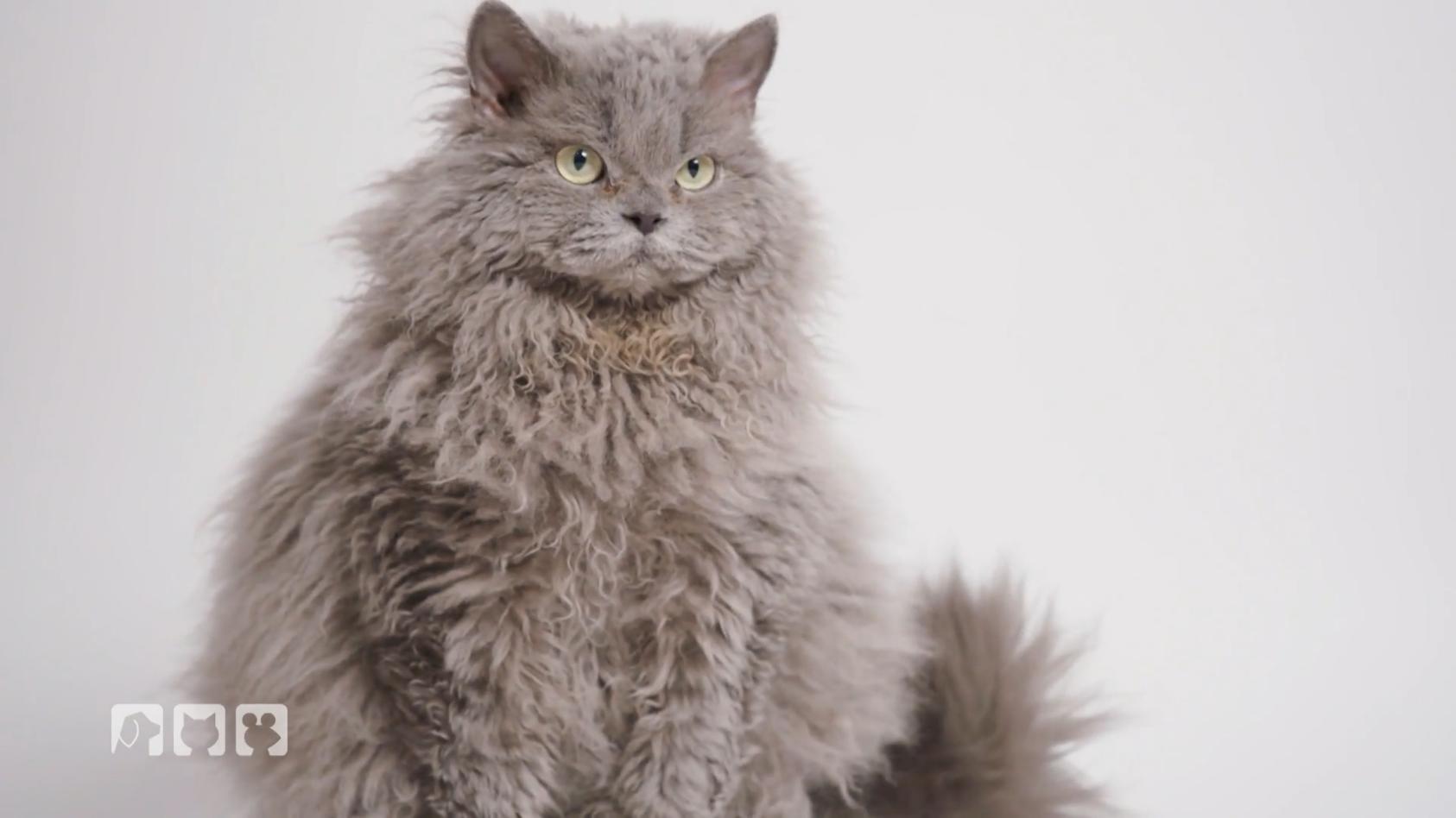 Außergewöhnliche Katzenrassen aus der ganzen Welt Von gelockt bis getupft