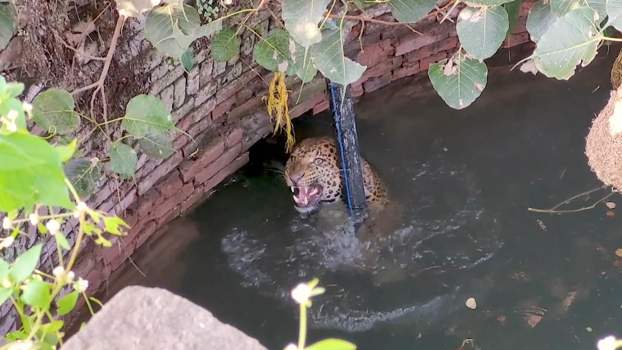 Leopard sitzt in Brunnen fest Tierretter eilen zur Hilfe