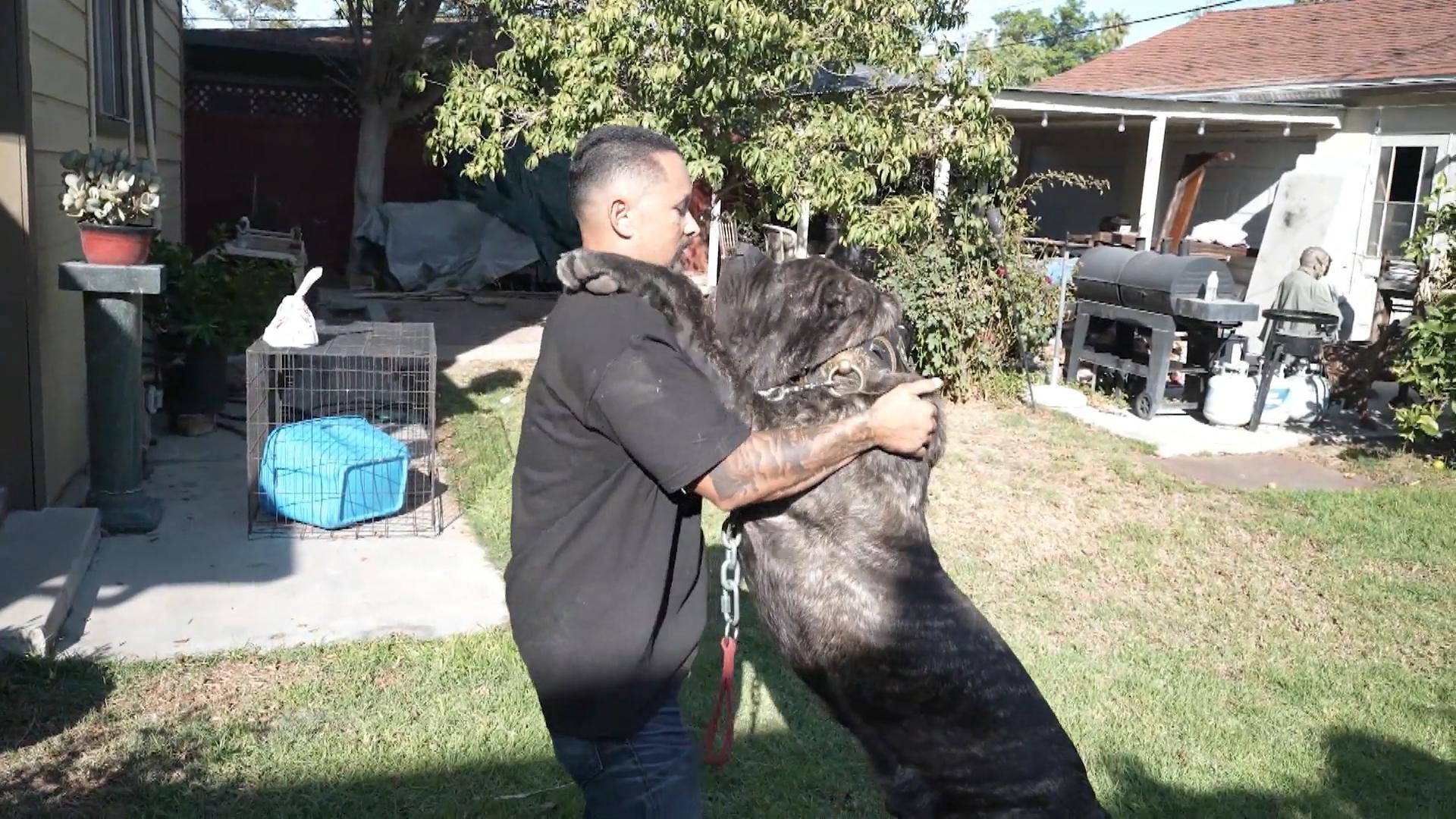 Züchter erweckt ausgestorbene Riesenhunde wieder Sie wiegen fast 100 Kilogramm!