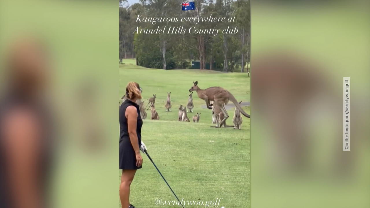 Känguru-Bande auf dem Golfplatz Tierische Untersützung