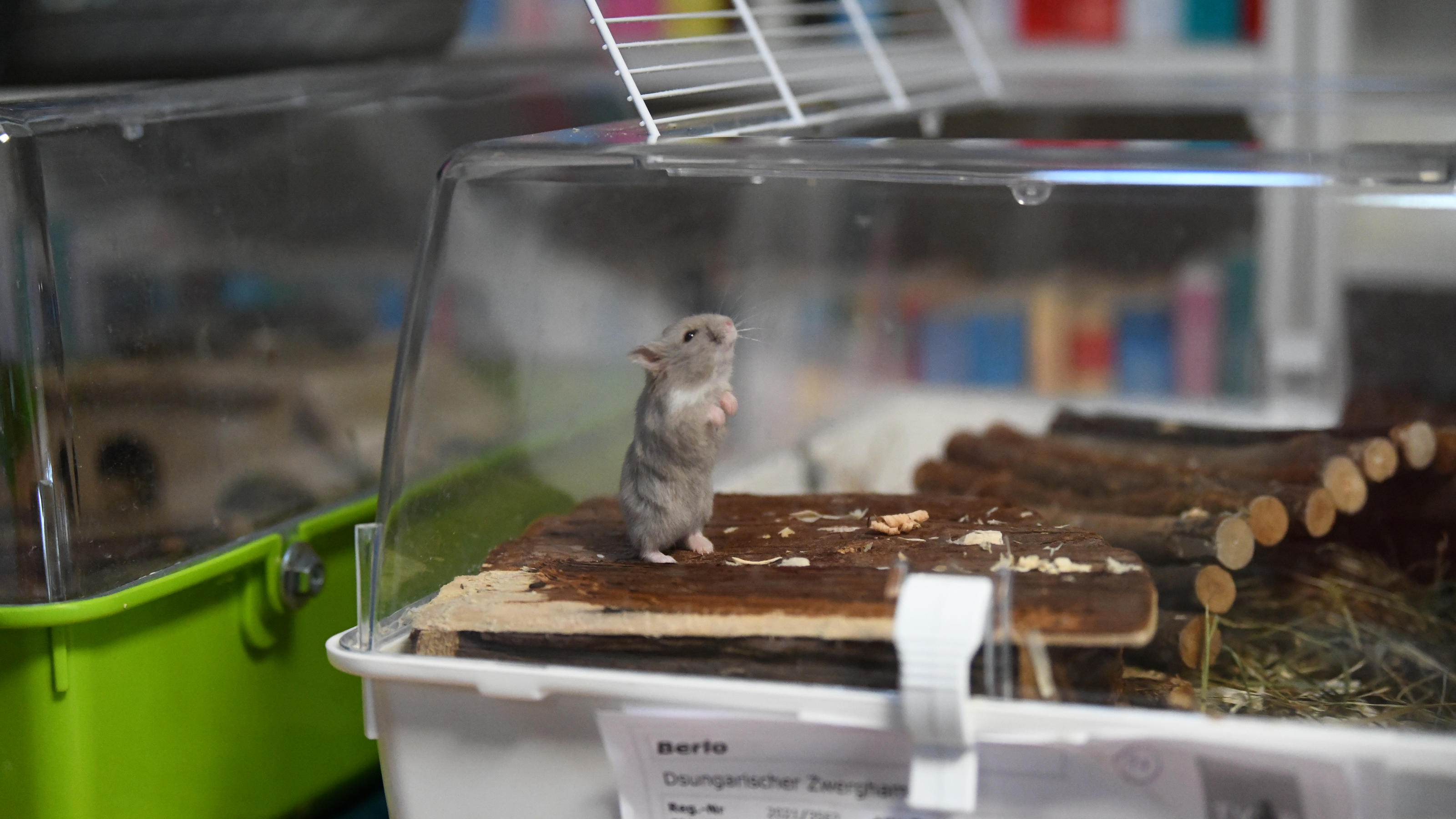 In einem Haushalt wurden 50 (!) Hamster sichergestellt Wer gibt den Nagern ein Zuhause?