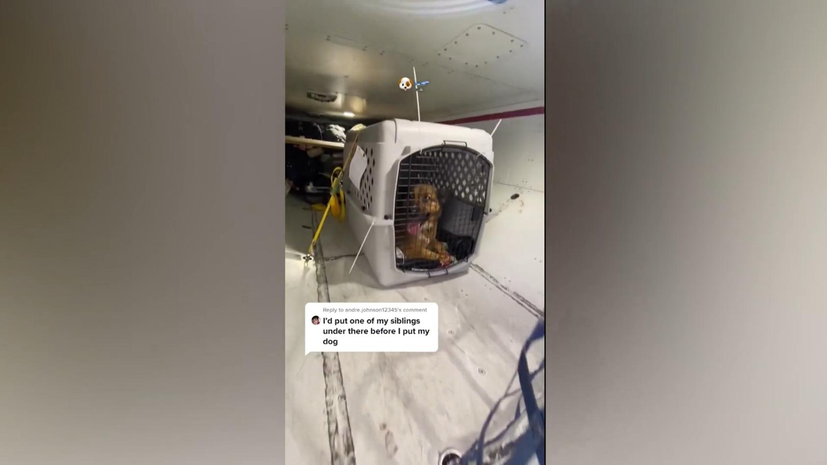 So reisen unsere Vierbeiner im Frachtraum! Einblicke hinter die Kulissen eines Flugzeugs