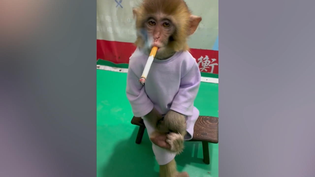 Rauchender Baby-Affe sorgt für Shitstorm Shitstorm wegen Zoo-Video in China