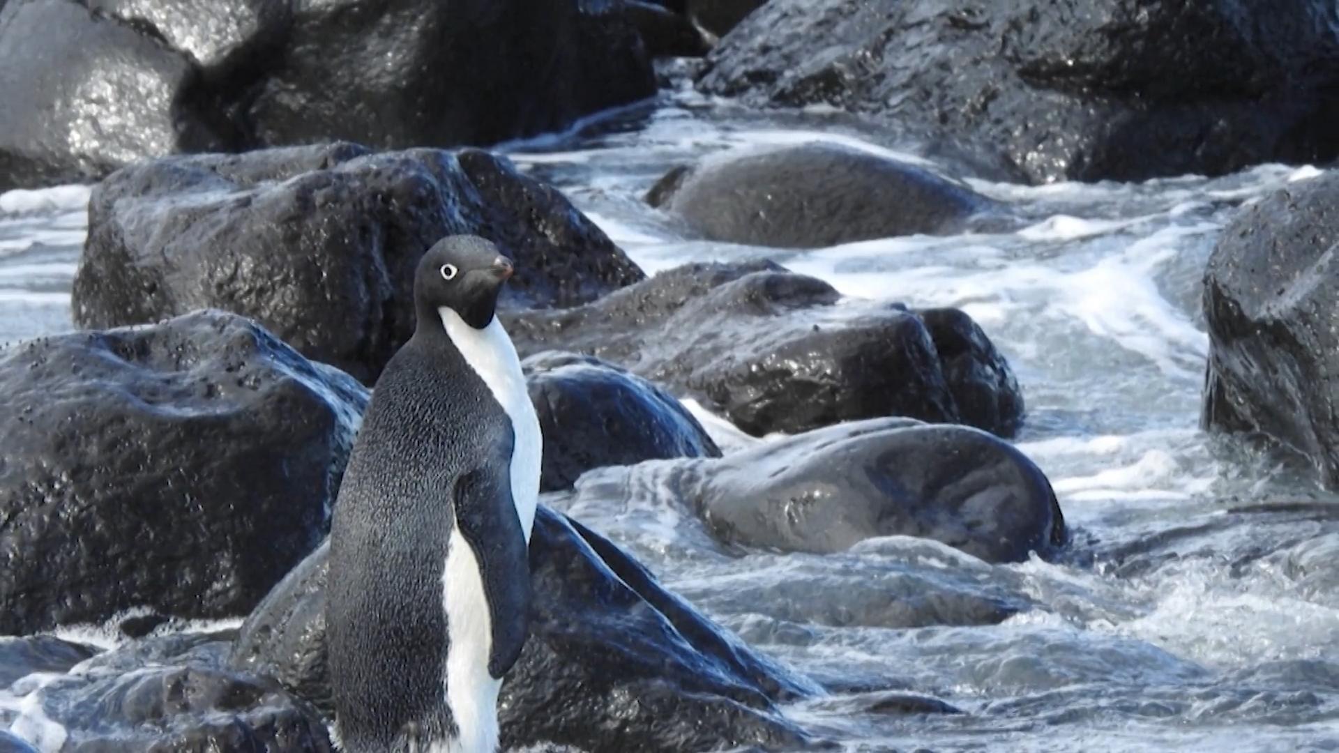 Pinguin reist versehentlich 3.000km nach Neuseeland Falsch abgebogen?