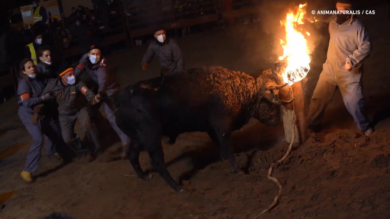 Spanisches Festival: Stiere als lebende Fackel Kritik an grausamer Tradition