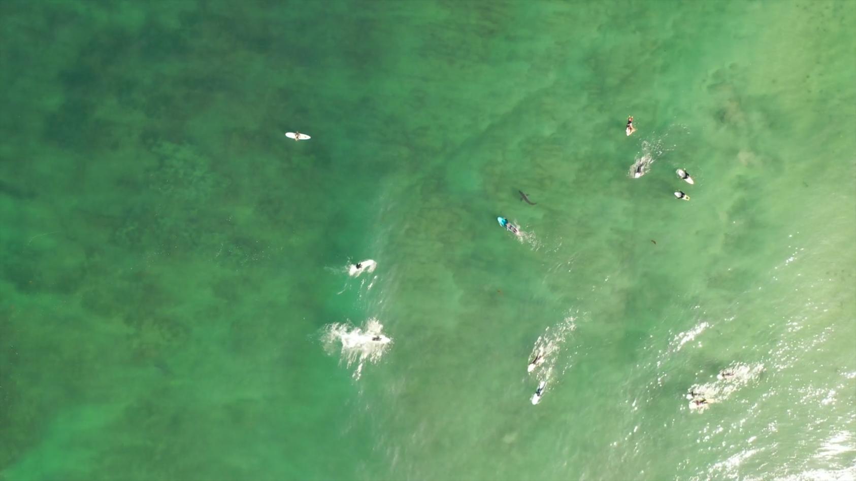 Surfer paddeln direkt über Haien Krasse Bilder
