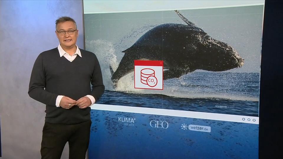 Wale sind immense CO2-Speicher Walfang stoppen hilft dem Klima