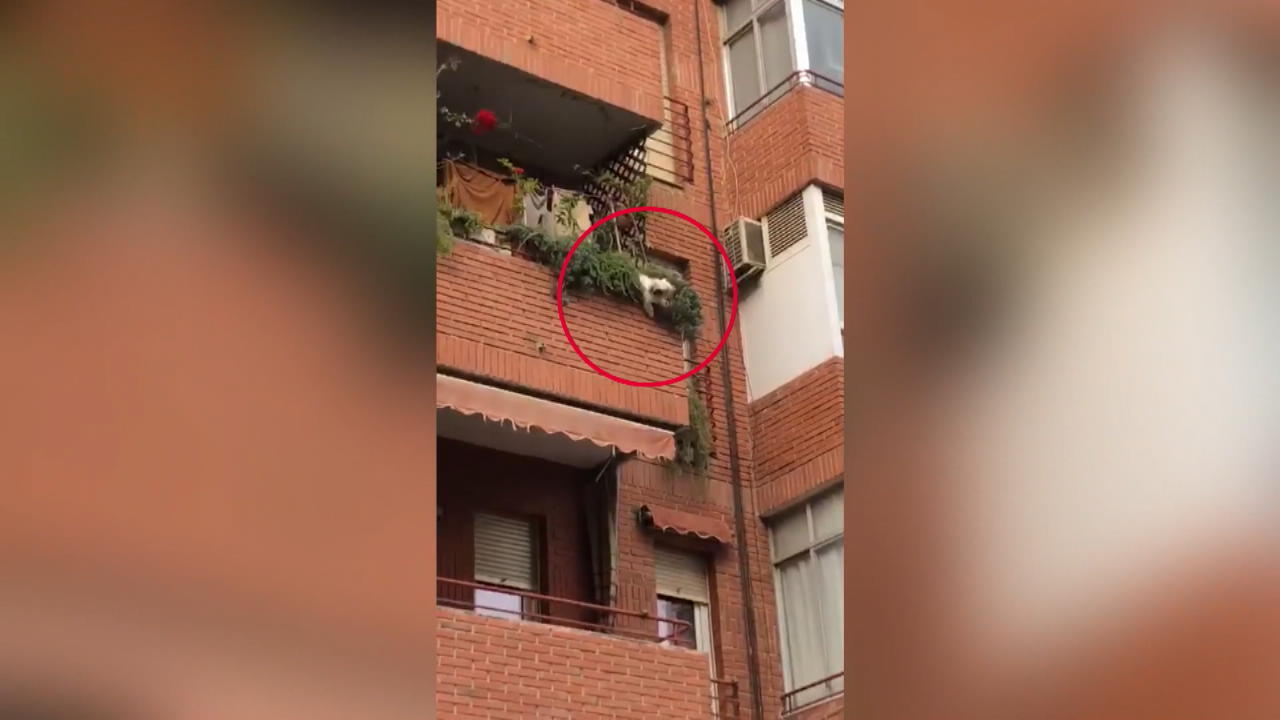 Hund fällt aus dem 2. Stock Kann aber gerettet werden