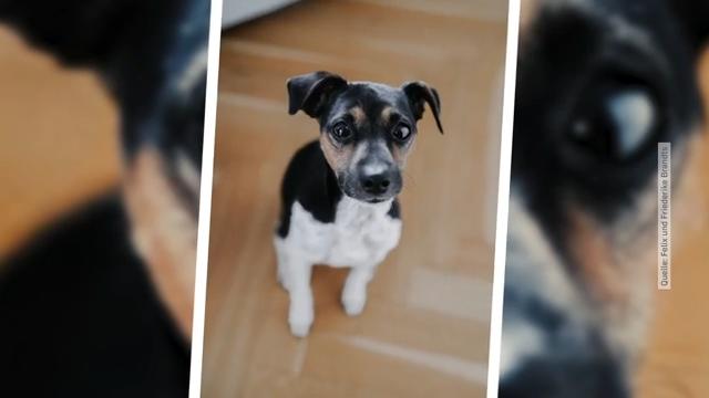 Hund seit mehr als zwei Monaten vermisst Junge klaut Oskar vor Drogeriemarkt