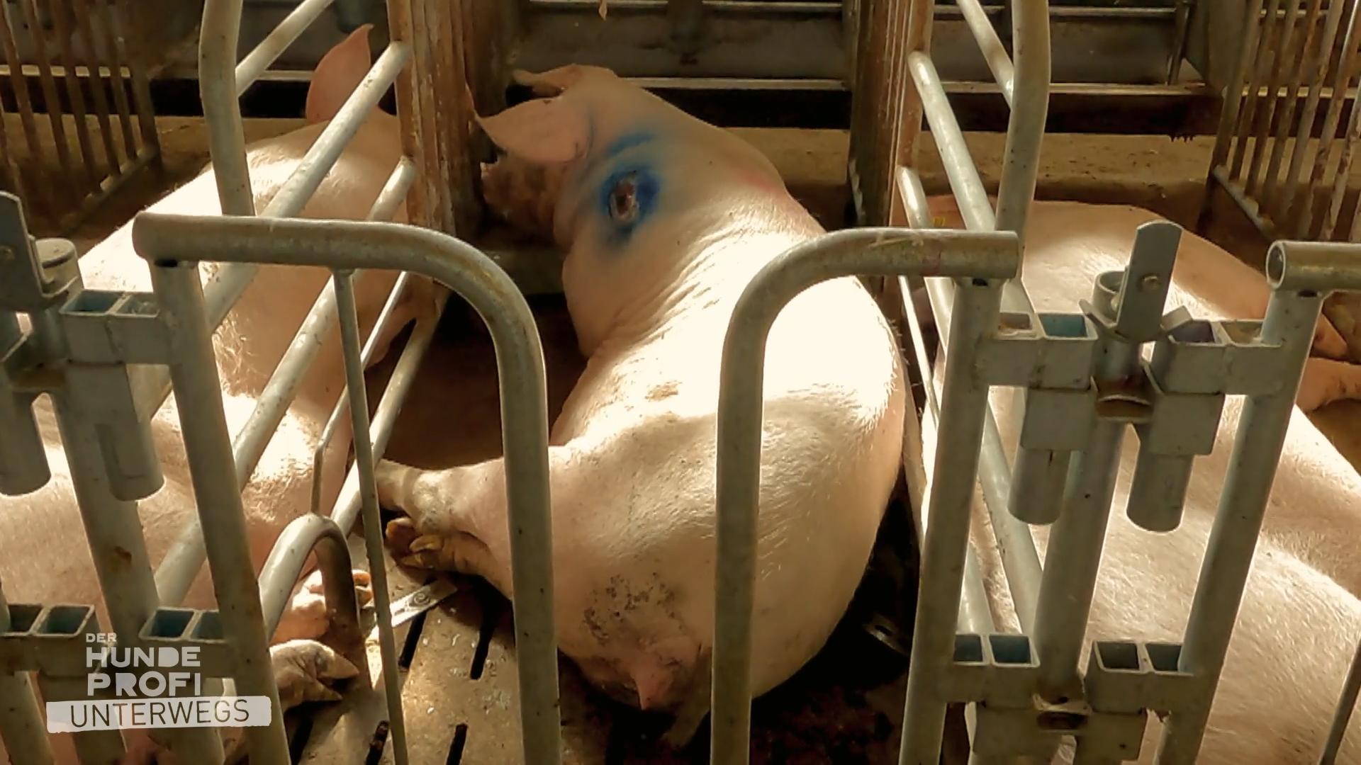 Das Beste der konventionelle Schweinehaltung "Wir machen nichts Verbotenes"