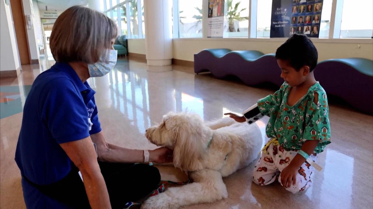 Dieser Hund nimmt Kindern die Angst vorm Impfen Fellnase Olli aus San Diego