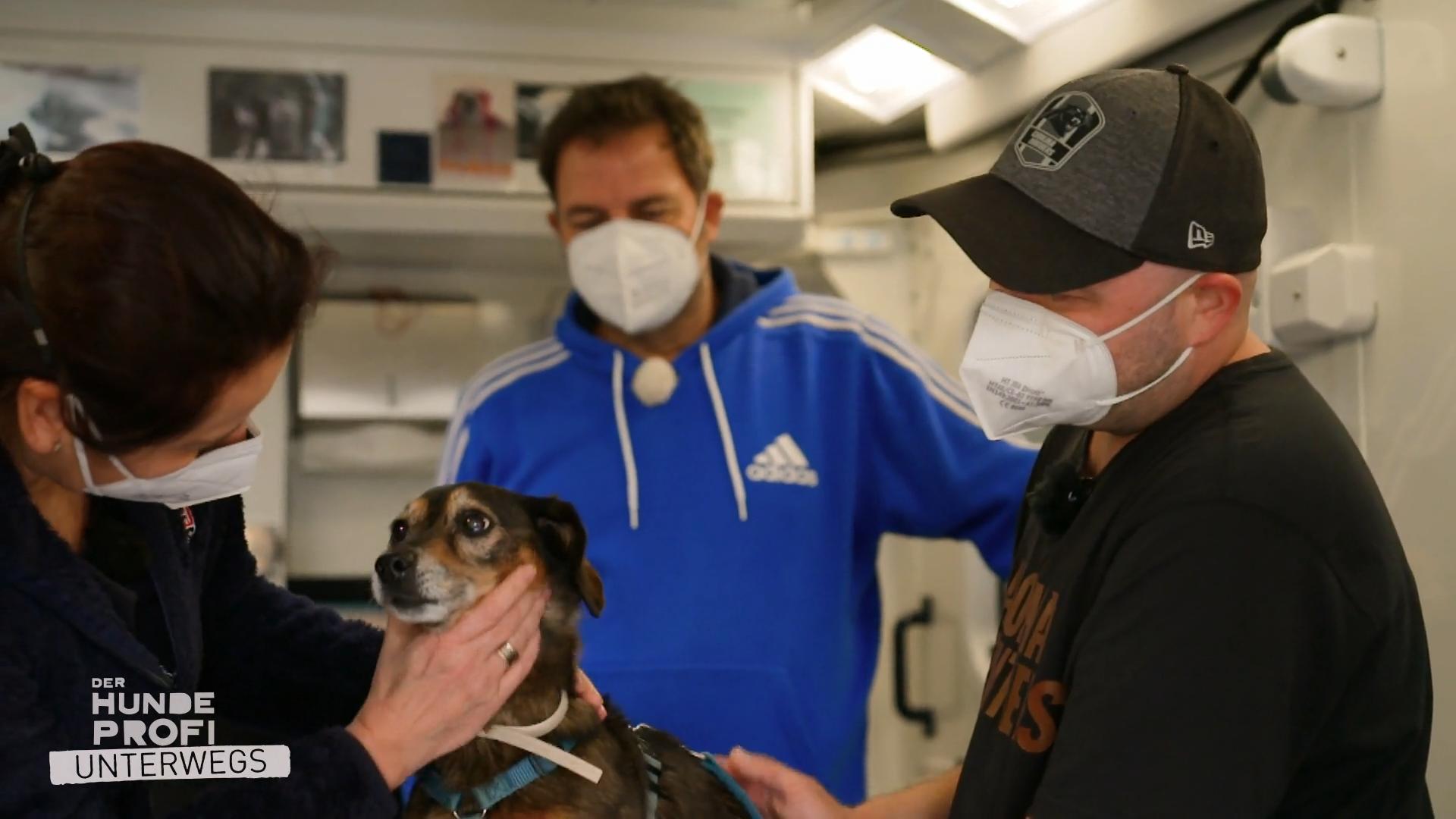 Im umgebauten Rettungswagen Tiere retten Hilfe für obdachlose Tiere