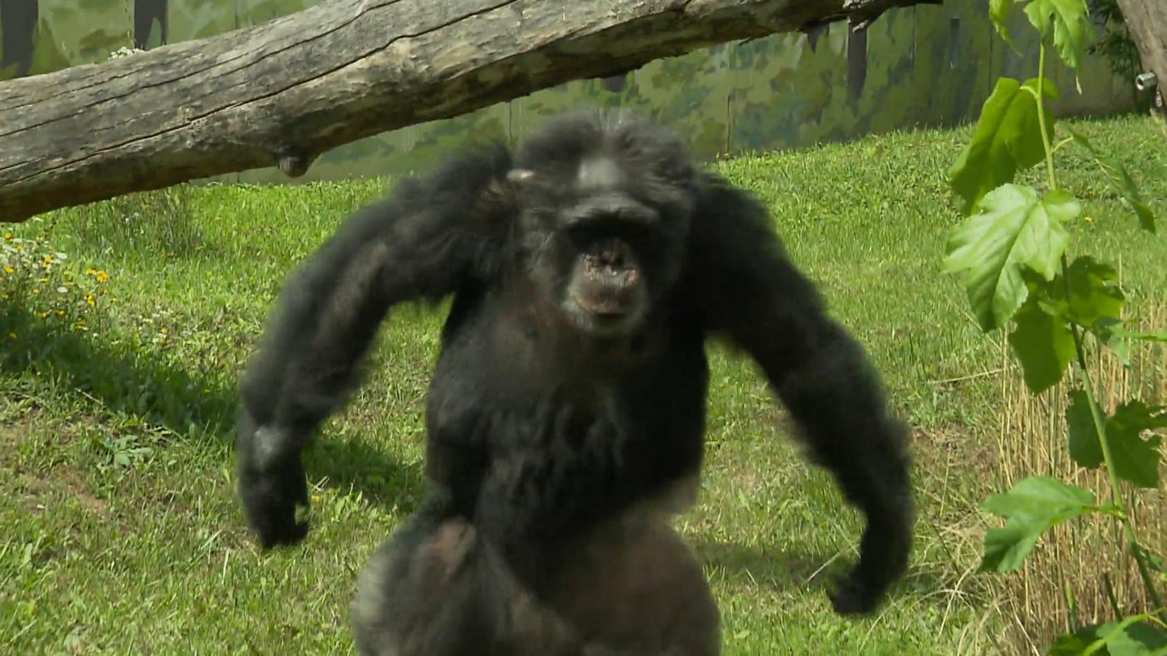 10 Jahre später: So geht es den Ex-Laboraffen heute Schimpansen im Glück