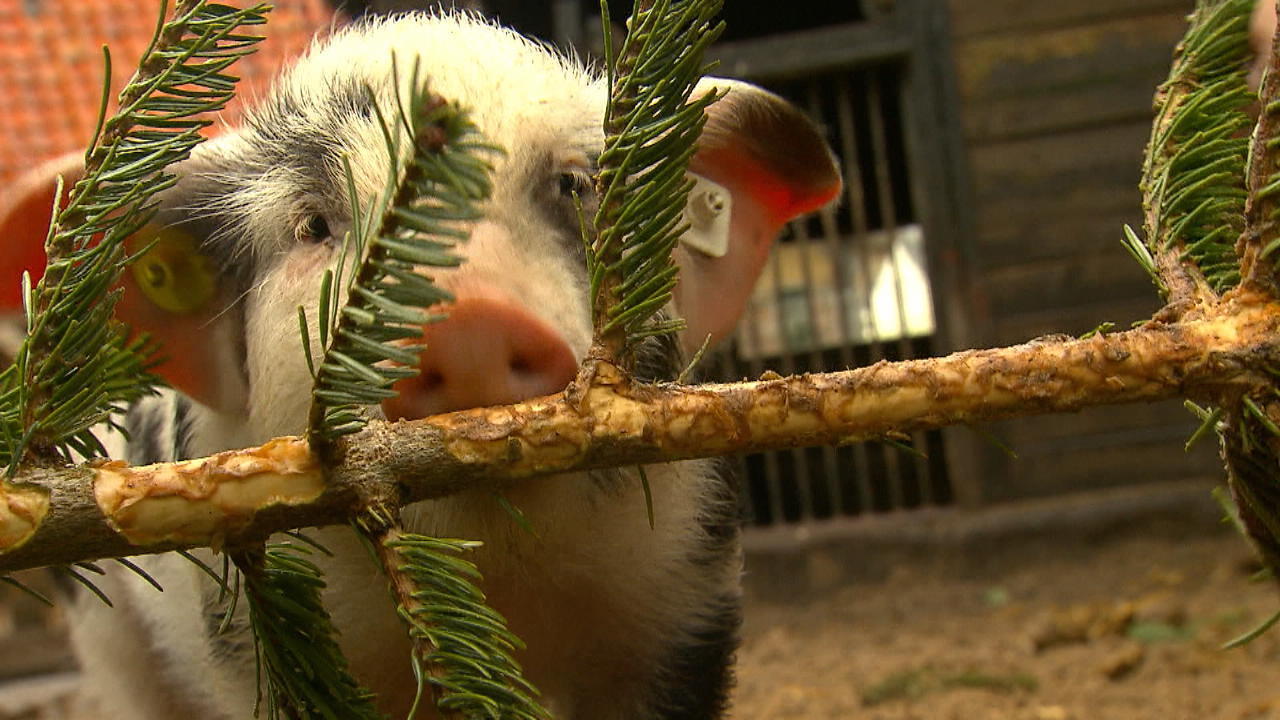 Bentheimer Schweine sind zum Züchten und Essen da Artenschutz