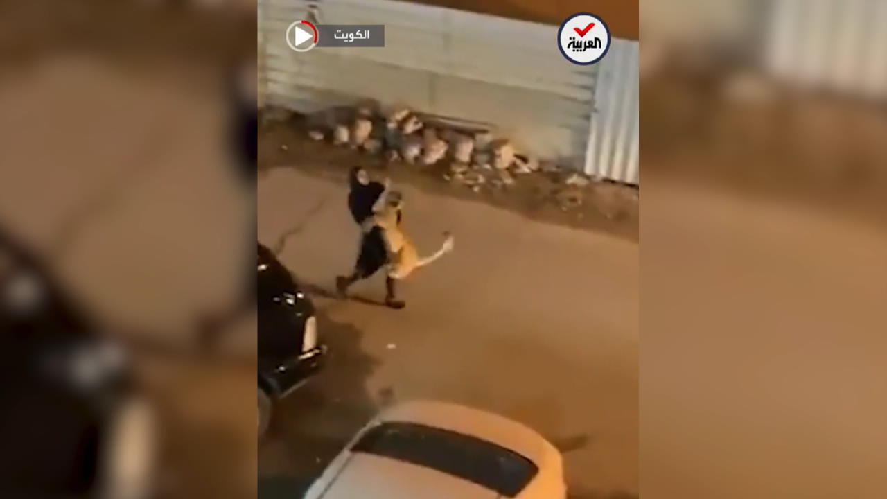 Hier trägt eine Frau eine Raubkatze weg Löwen-Alarm auf der Straße