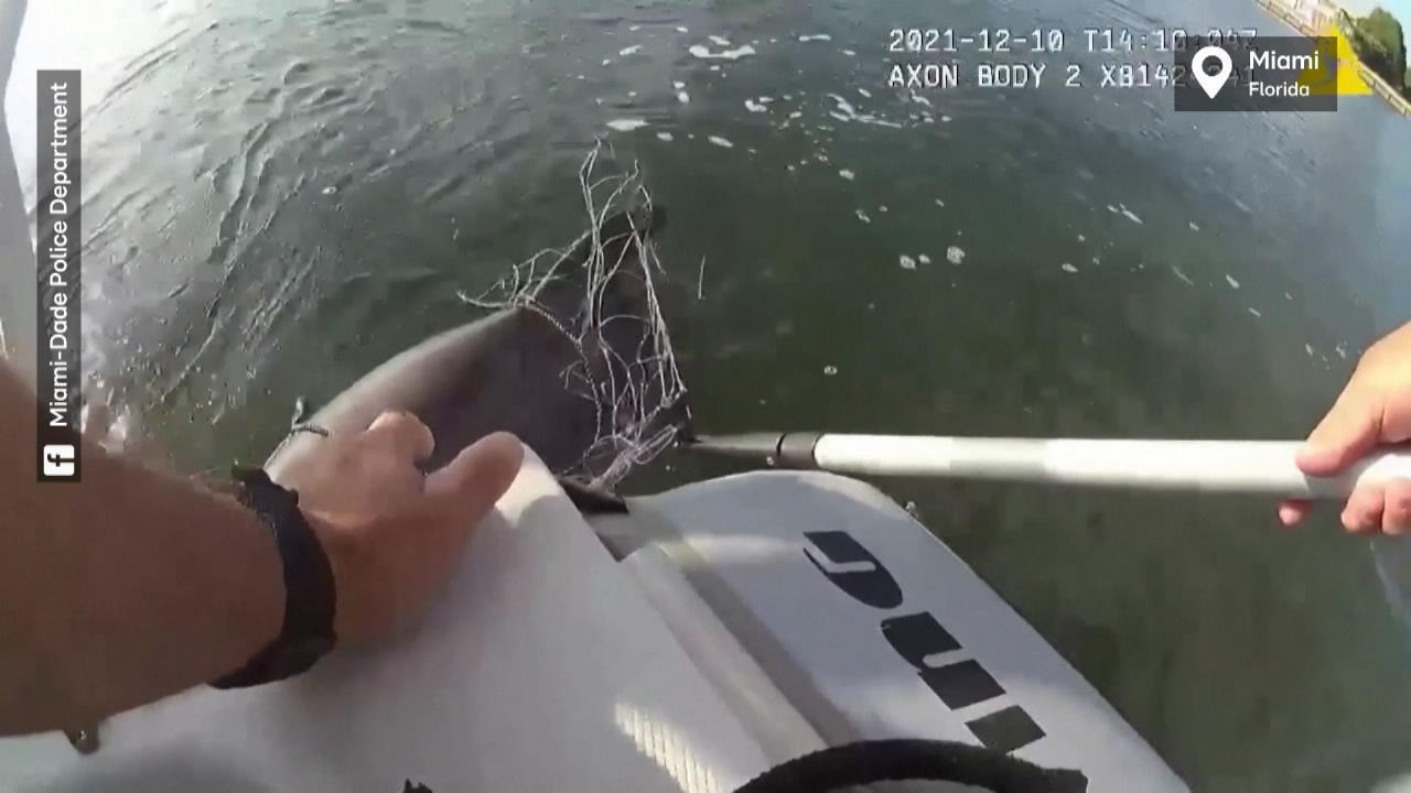 Delfin steckt im Fischernetz fest Polizist rettet ihn