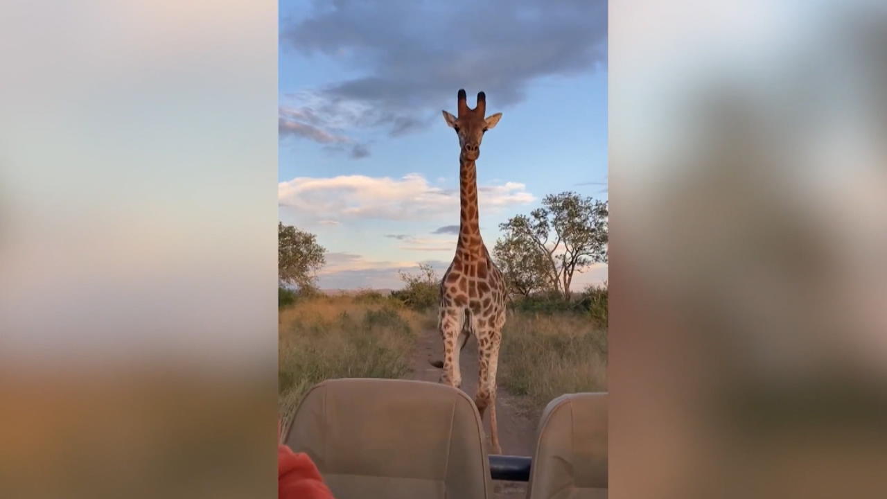Giraffenbulle jagt Safari-Jeep Der will nur spielen!