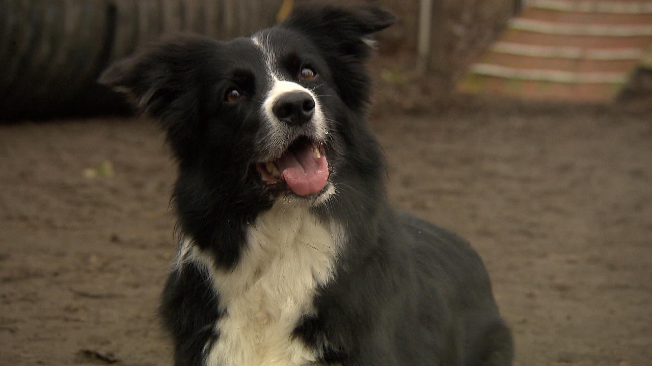 Hündin aus Duisburg ist eine Sportskanone „Top Dog“