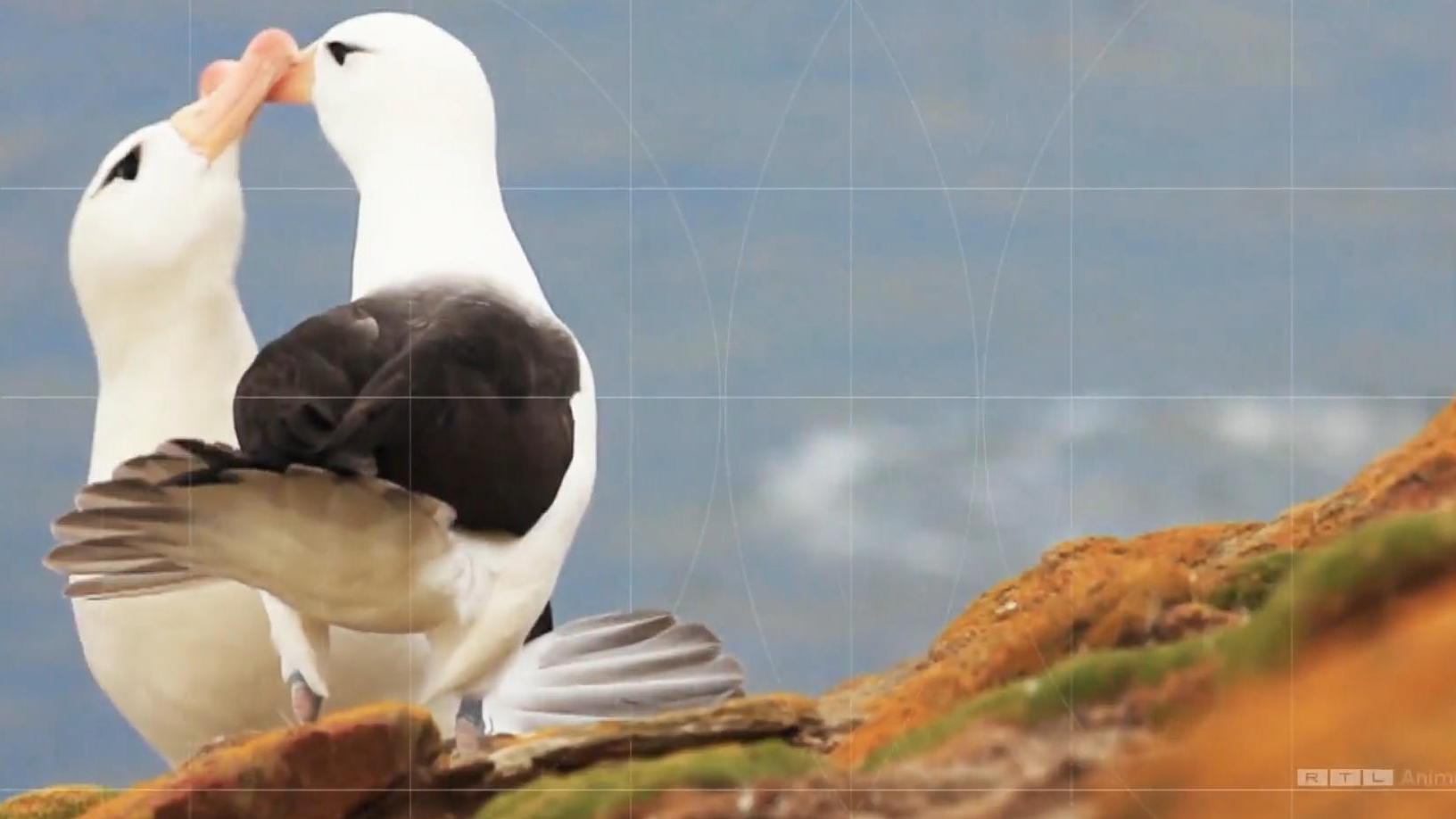 Klimawandel erhöht Scheidungsrate bei Albatrossen Erwärmung der Meere stresst Vögel