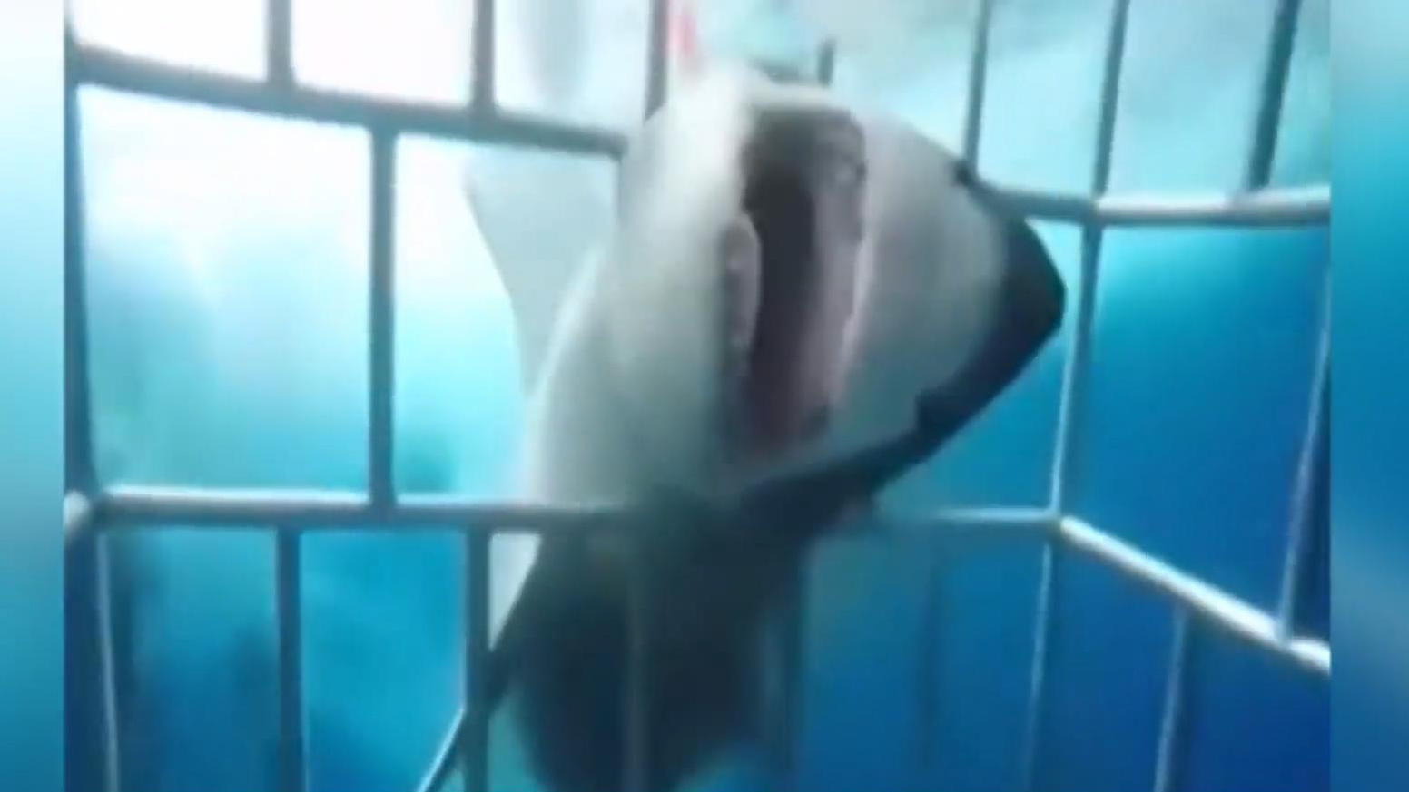 Weißer Hai greift Taucher an Schock-Video