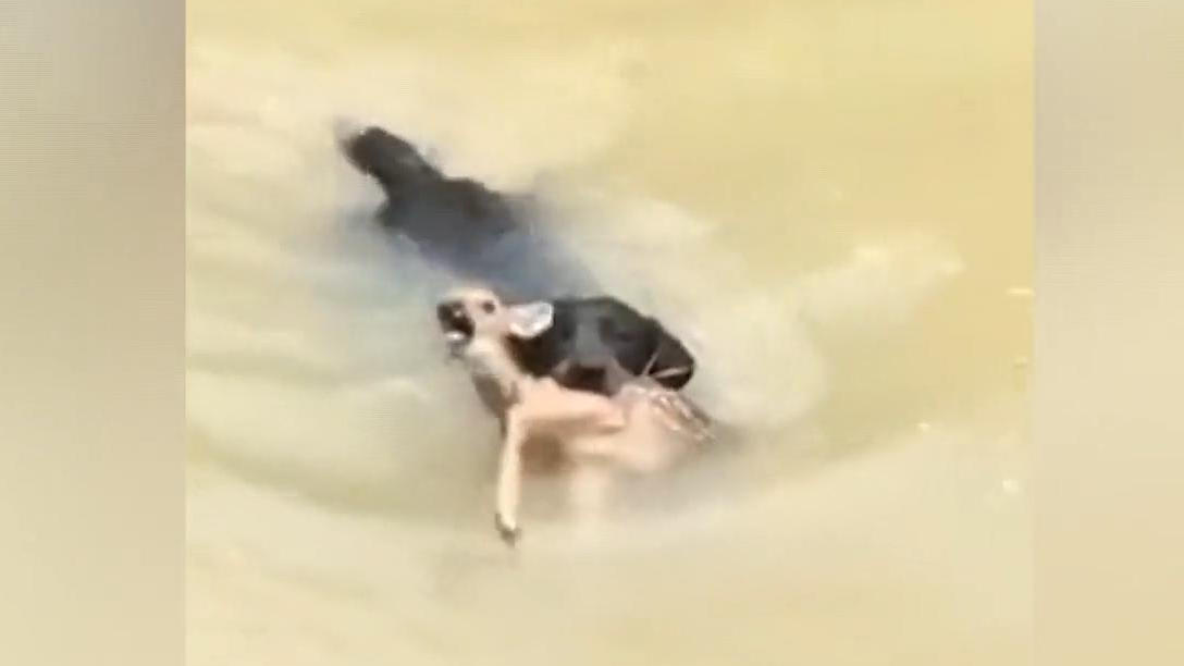 Hund rettet Rehkitz aus Wasser Jungtier droht zu Ertrinken