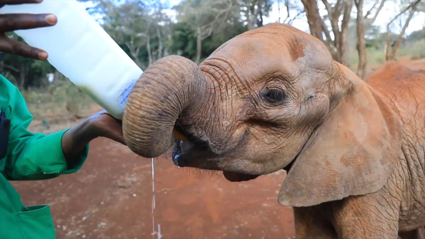 Dehydriertes Elefantenbaby gerettet! Rettungsaktion in Kenia
