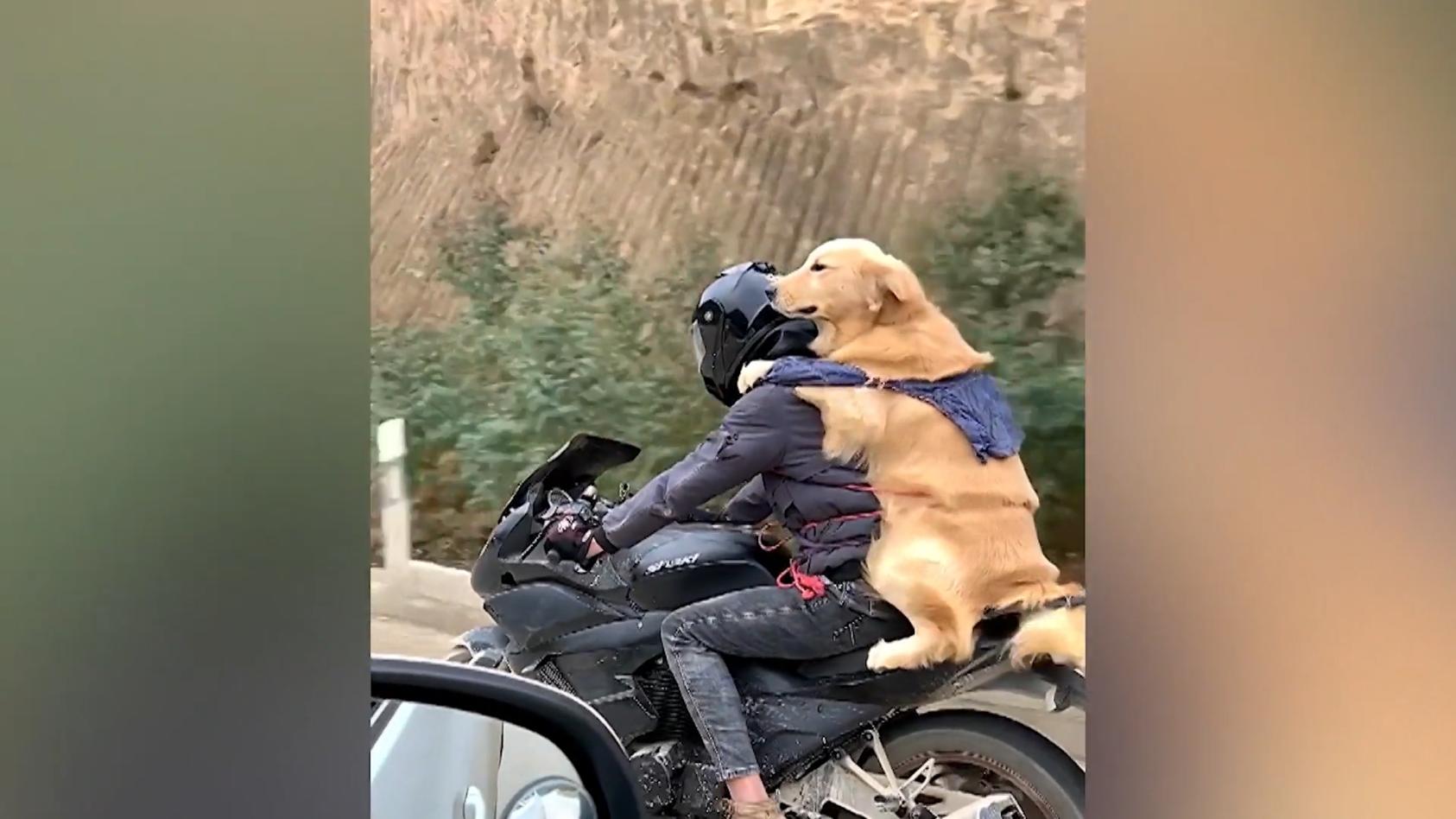 Hund fährt 300 Kilometer auf Motorrad mit Nicht besonders sicher, aber sicherlich besonders!