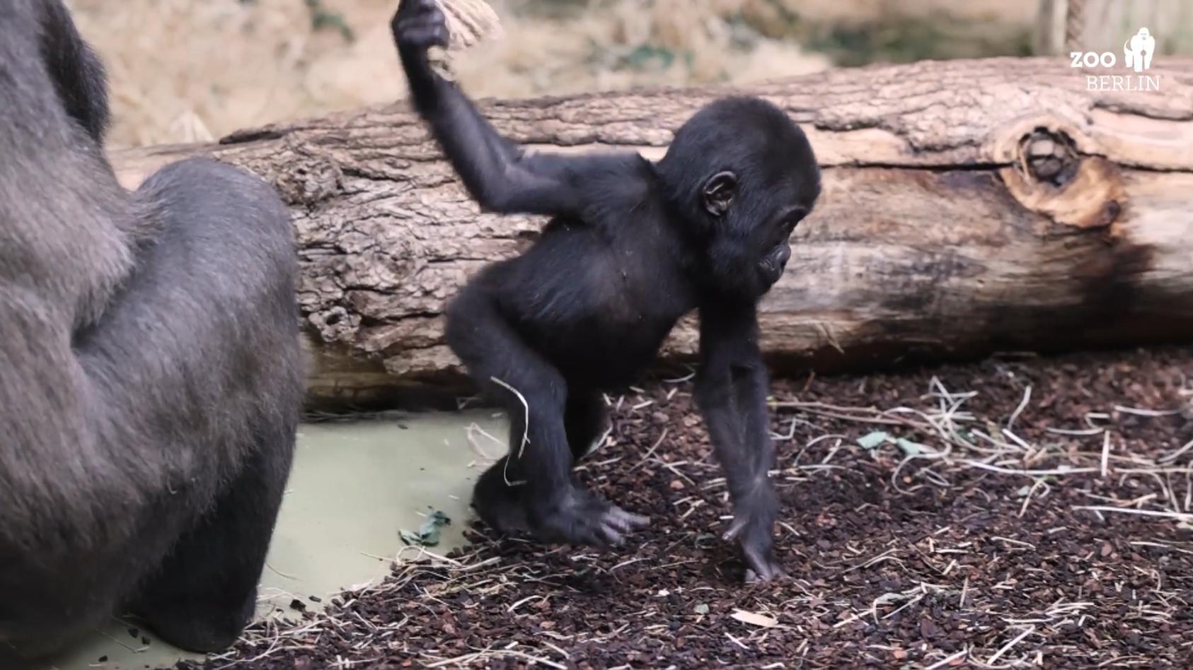 Gorilla-Baby im Berliner Zoo Tilla zeigt sich der Öffentlichkeit