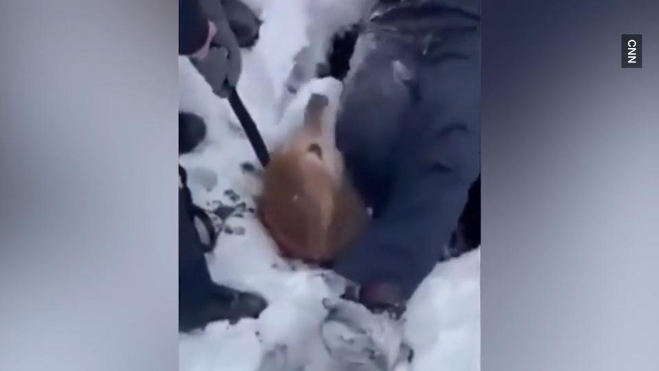 Hunderettung im Schnee Macy in Not