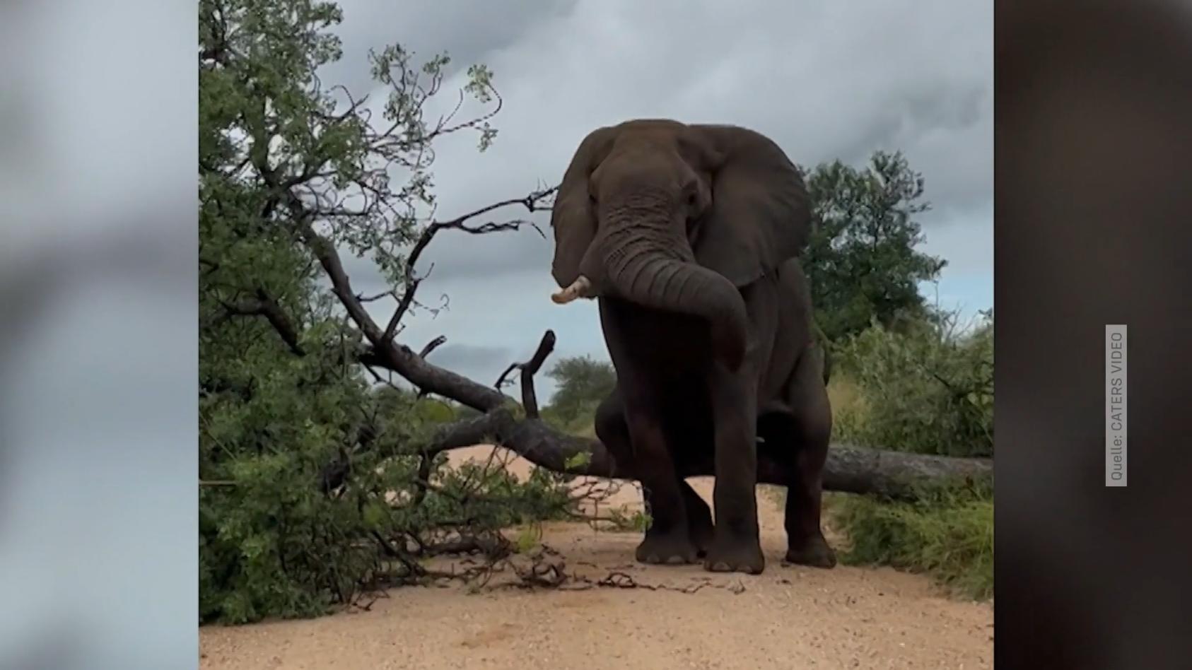 Elefant juckt der Po - da geht der Kratzbaum k.o. Auch ein Elefant braucht Hilfsmittel