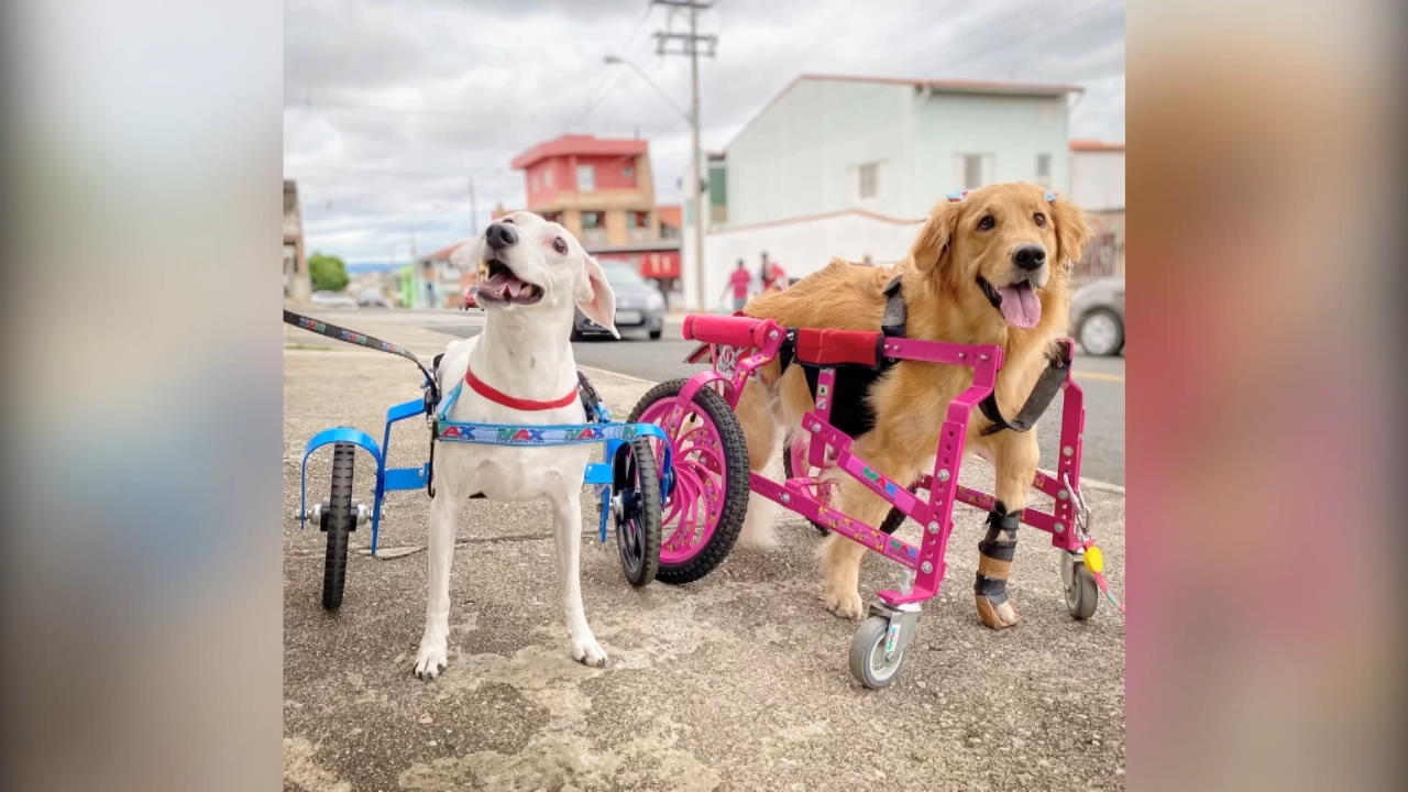 Olivia rollt mit rosa Rollstuhl durchs Leben Hündin mit Hadicap