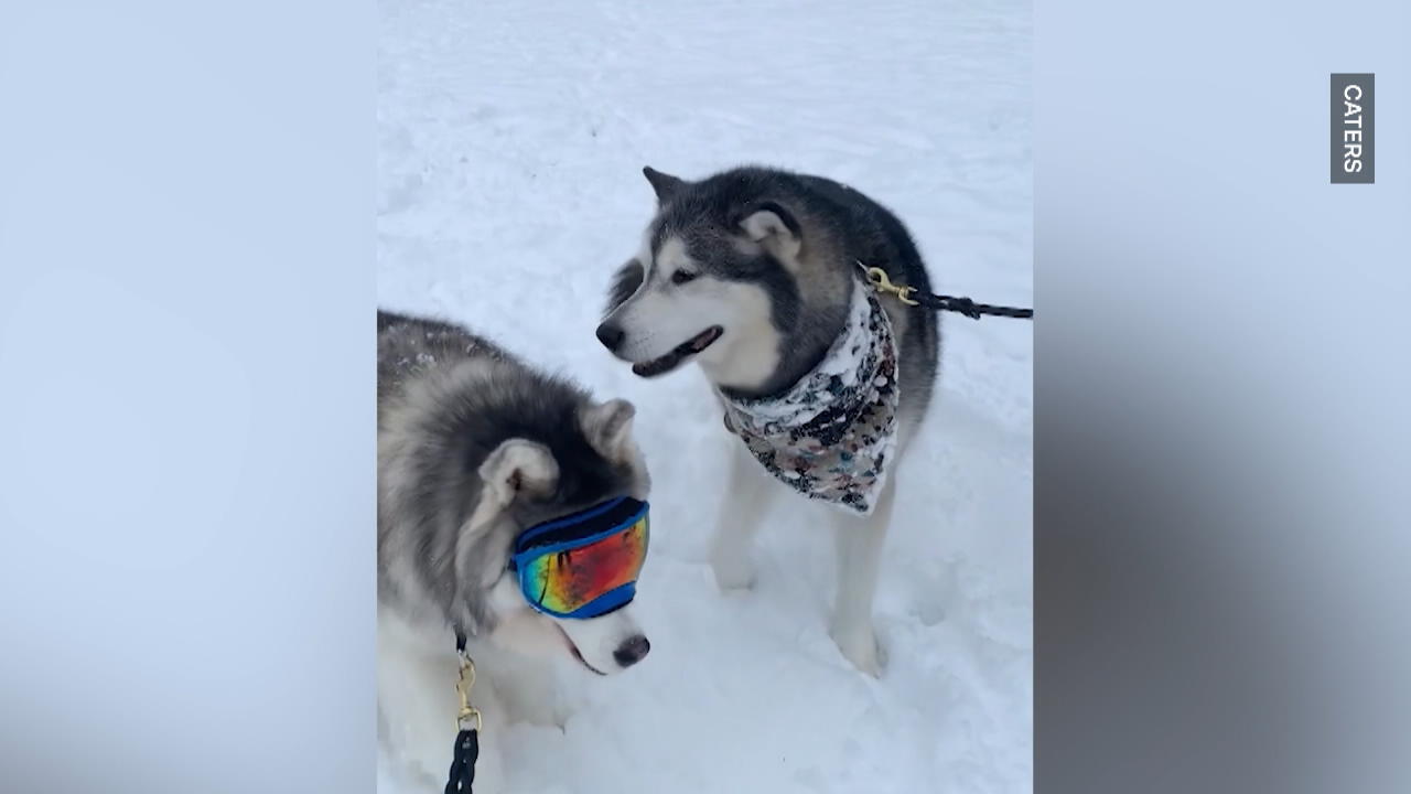Hunde-Kumpel verhilft blindem Husky zu neuem Lebensmut Tierische Blindenhilfe
