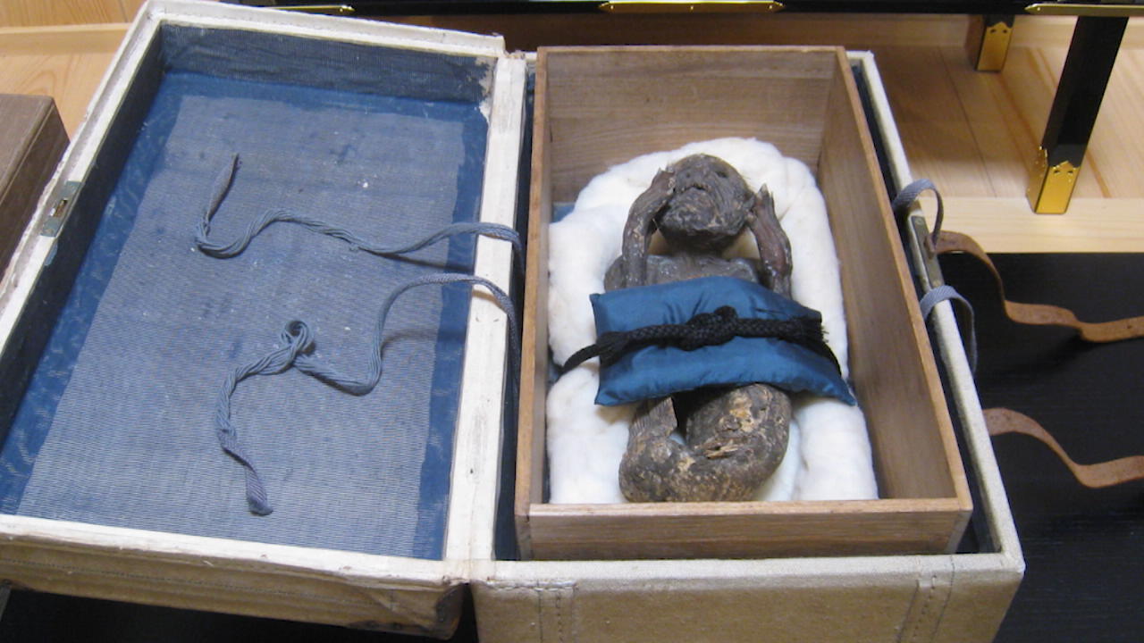 Was steckt hinter der „Mumien-Meerjungfrau"? Forscher wollen 300 Jahre altes Rätsel lösen