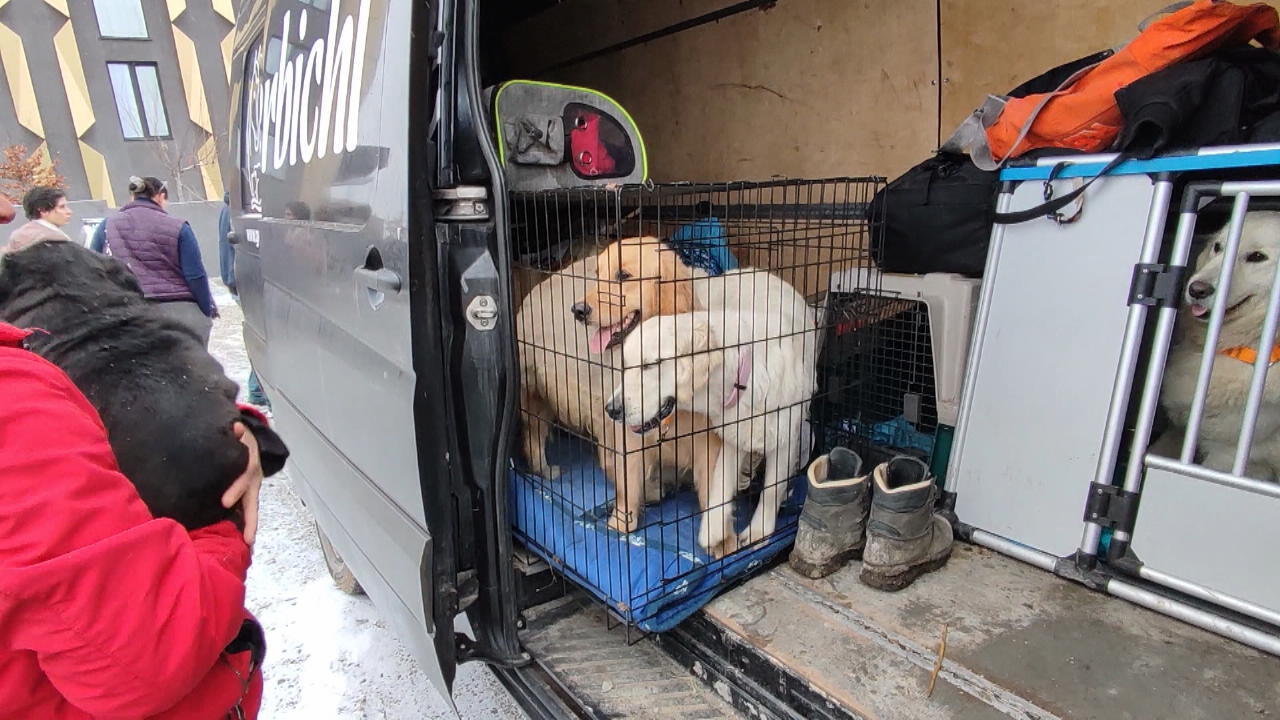Ukrainische Familien mit 43 Tieren gerettet Rettungsaktion mit Happy End