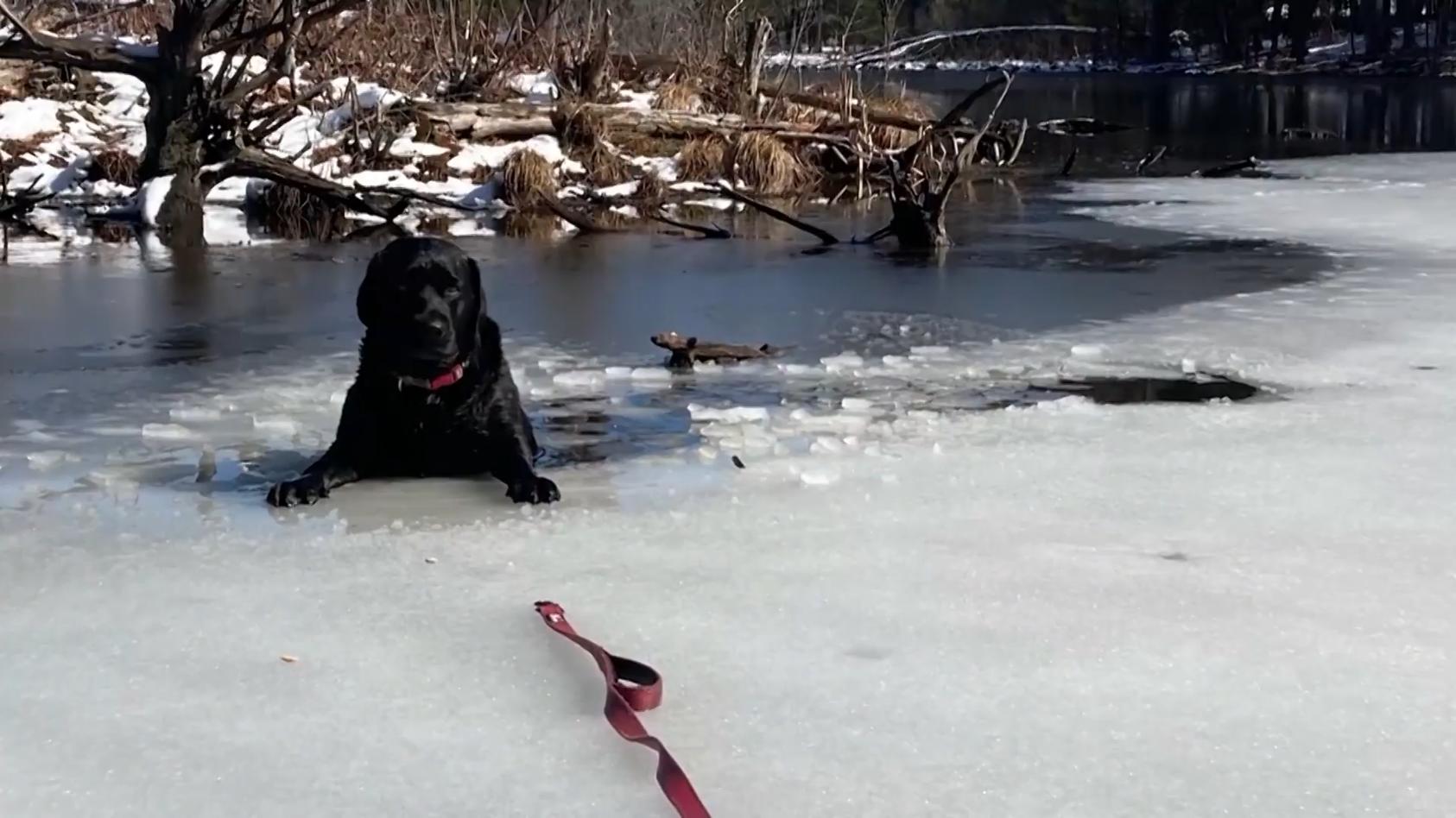 Verzweifelter Versuch: Hund im Eis eingebrochen Gefahr auf dem Eis