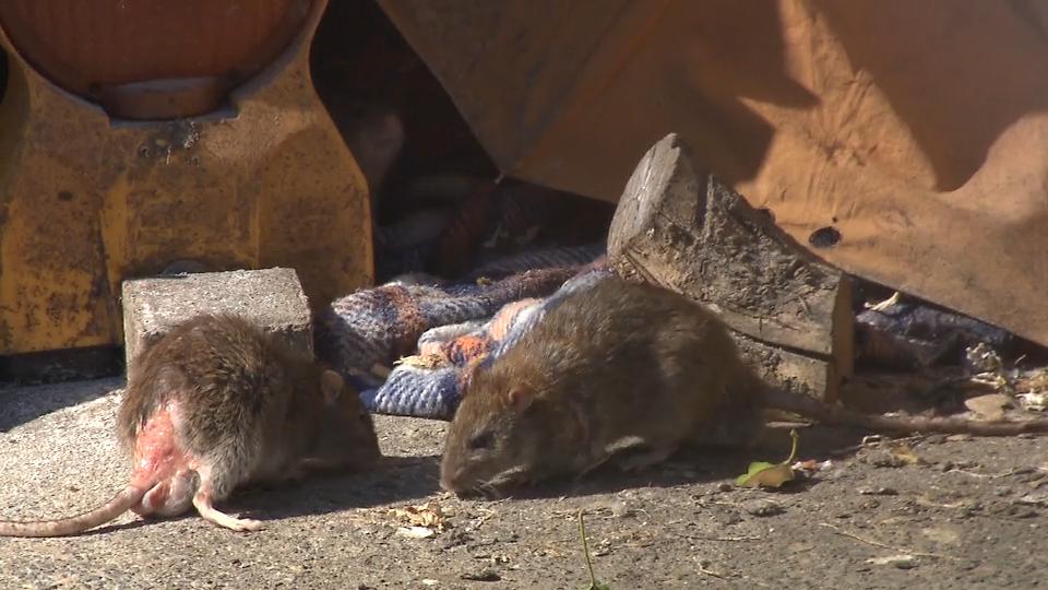 Nachbarin muss 700 Ratten ertragen Das Rattenhaus von Bleichenbach