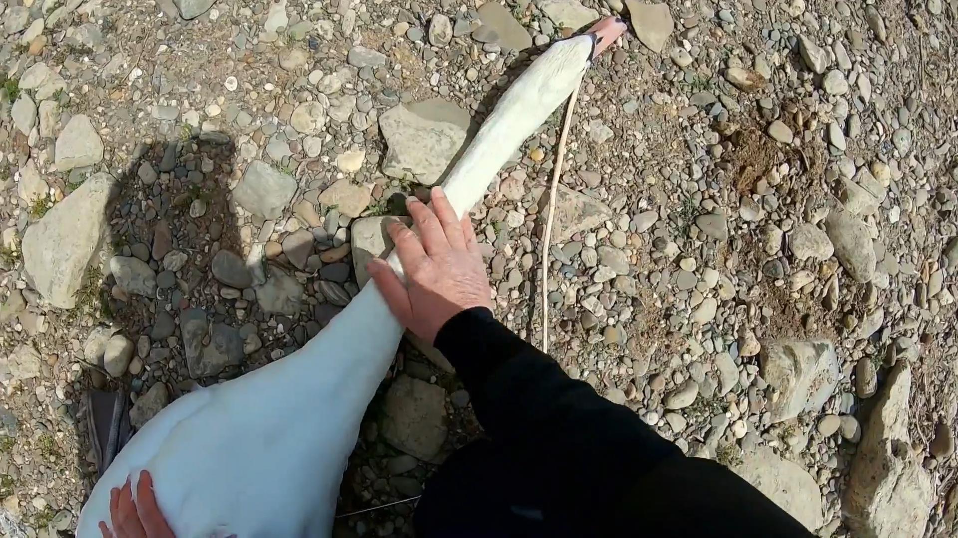 Ein Schwan ins Netz gegangen Wie schlimm ist es?