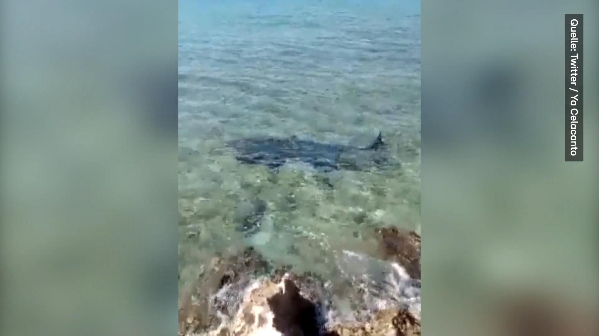 Hai-Attacke im Urlaub! Italiener stirbt nach tödlichem Biss In der Karibik