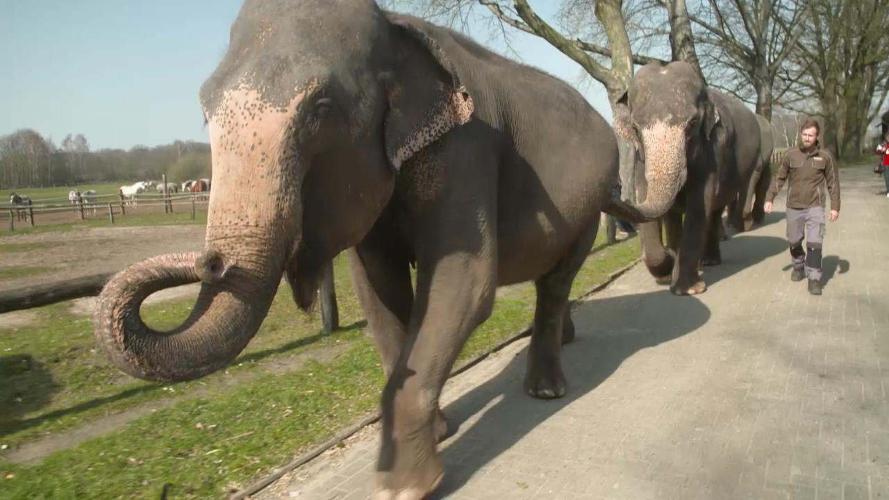 Hier kreuzen Elefanten die Fahrbahn Wildwechsel mal anders