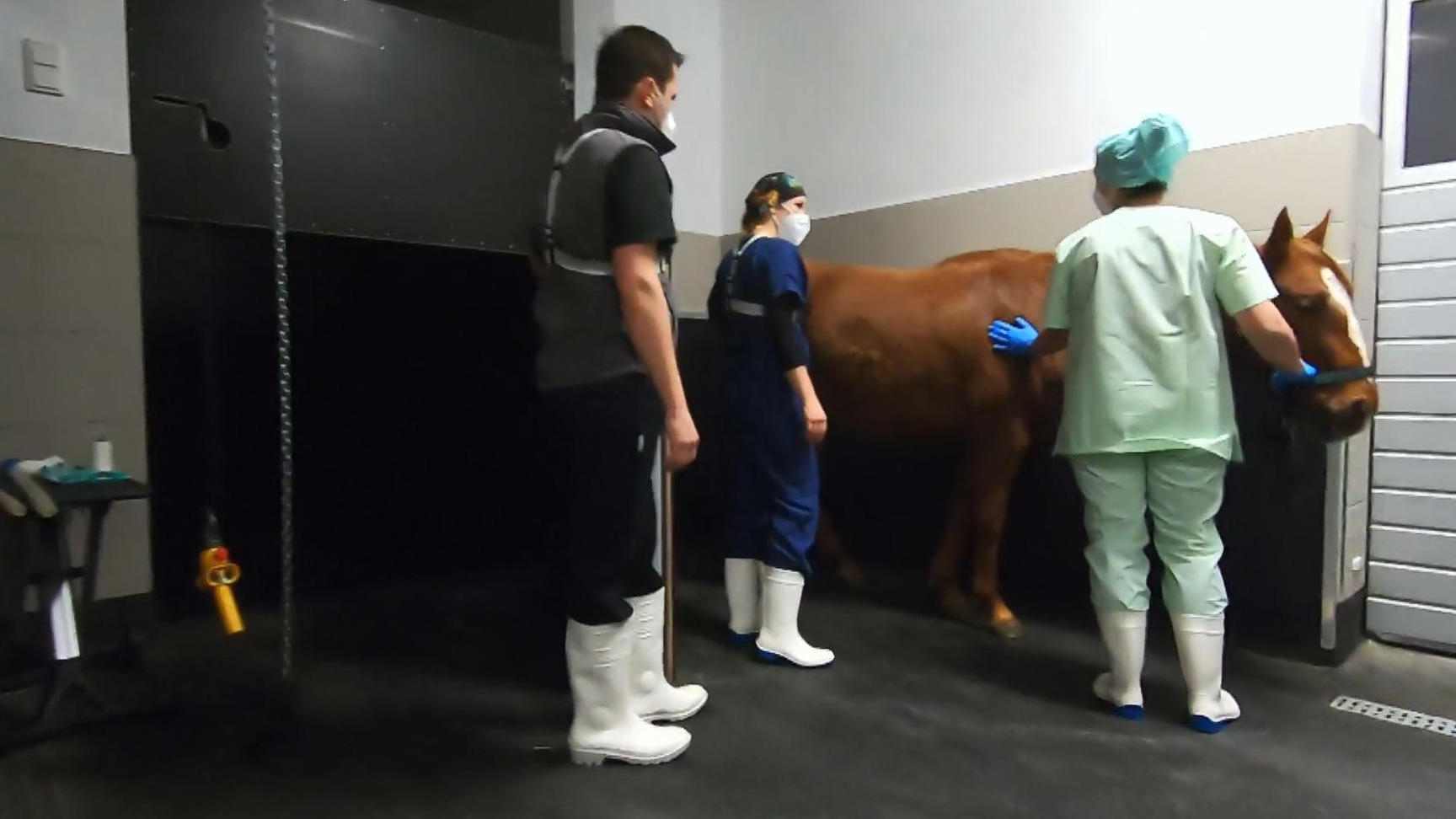 Für Hengst Phil geht es auf den OP-Tisch Tierklinik Maischeiderland