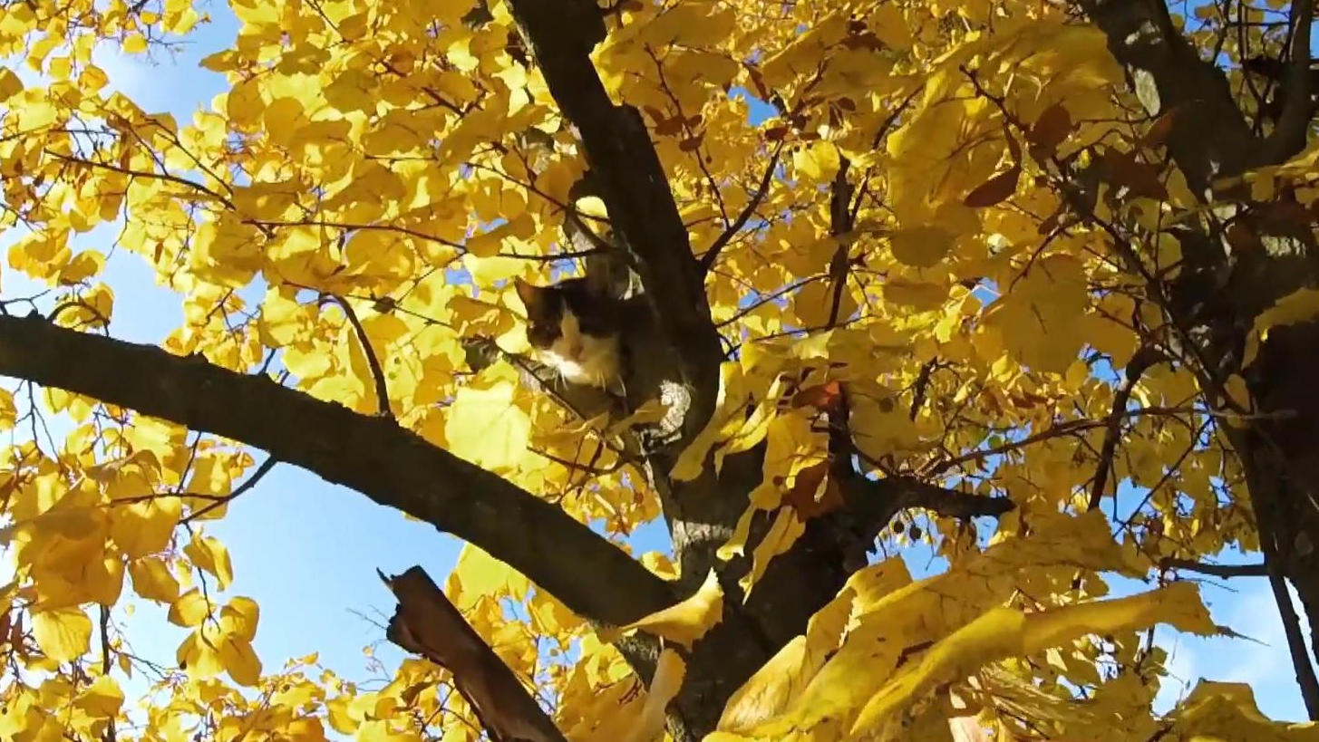 Katze Lucy sitzt seit 5 Tagen im Baum Tiernotruf Düsseldorf