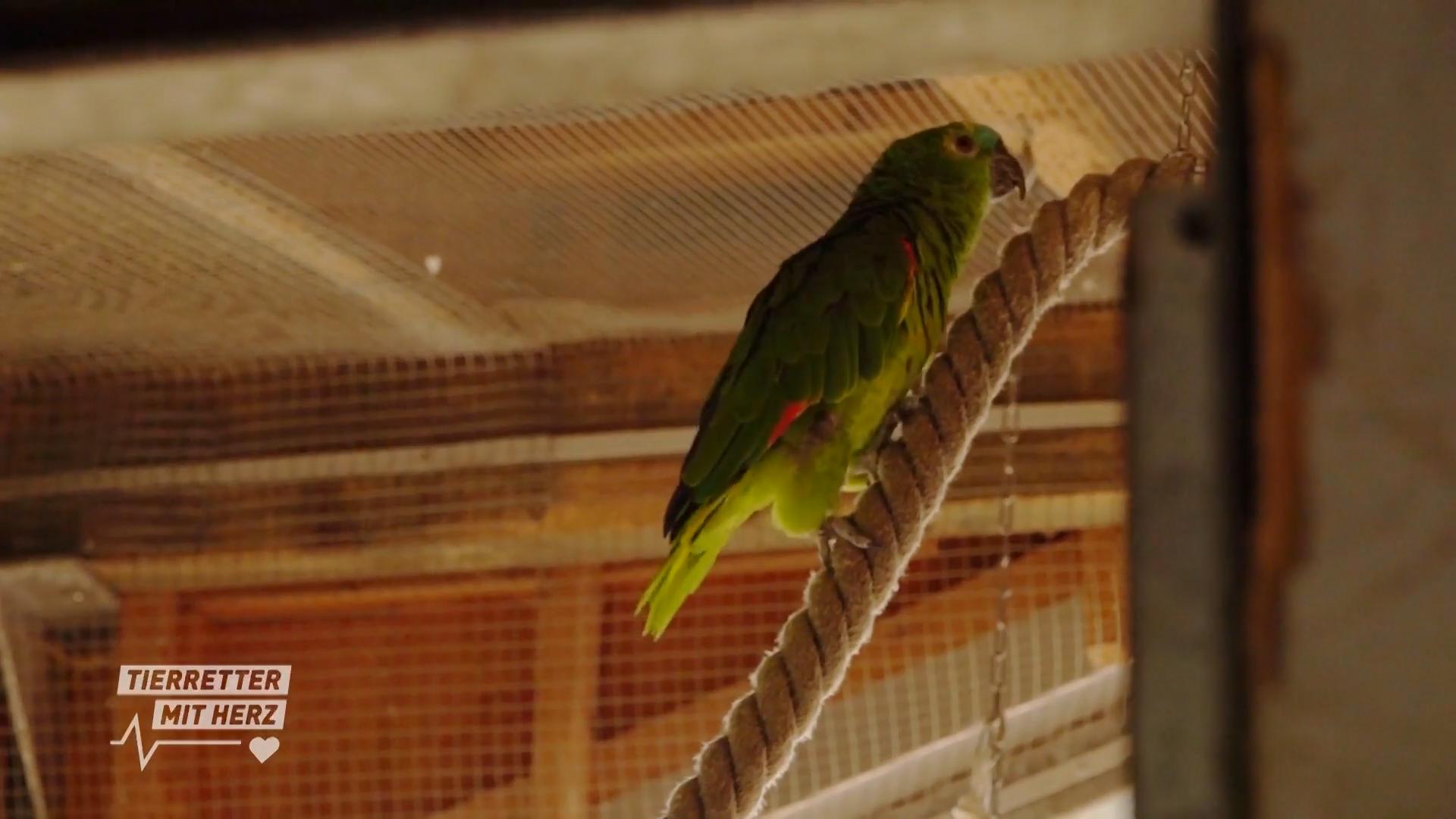 „Die Vögel liegen mir am Herzen“ Die richtige Vogelpflege