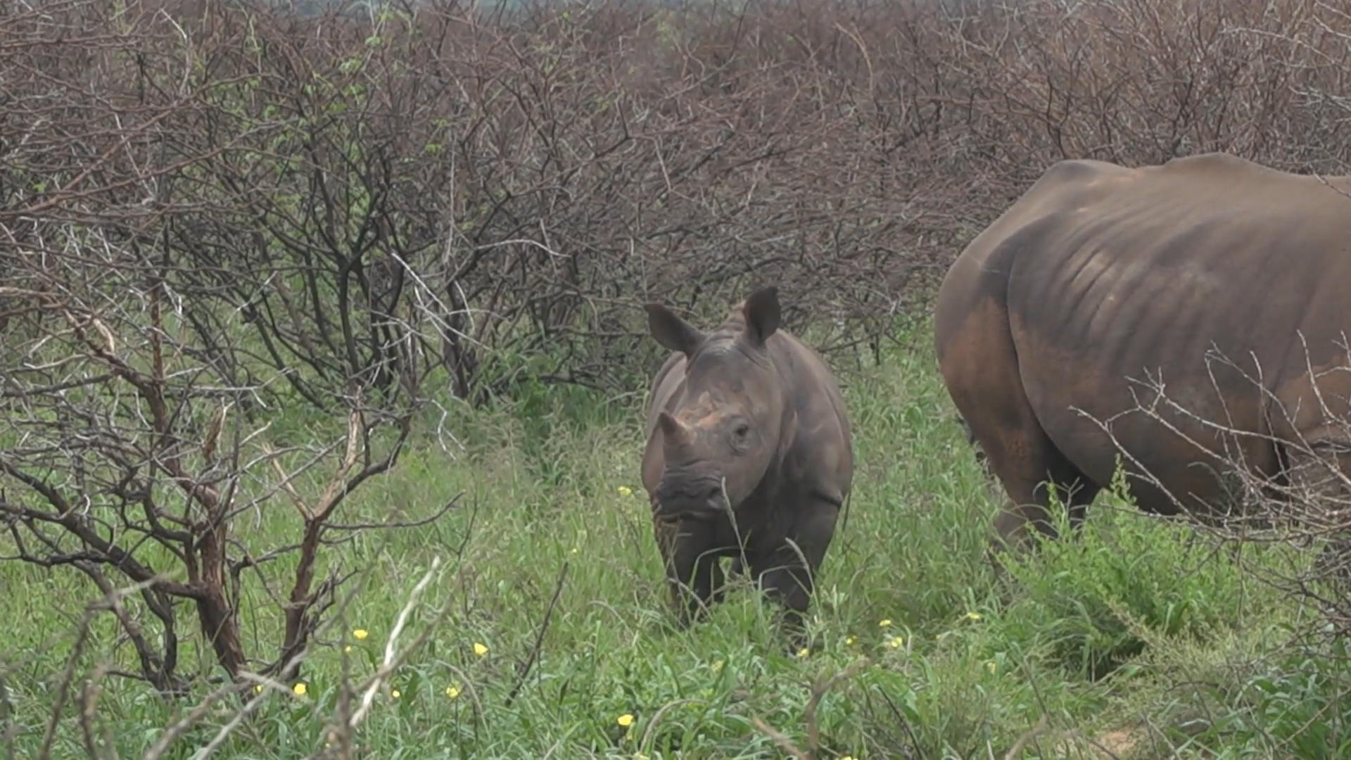 Corona-Krise gefährdet Nashörner Südliches Afrika: