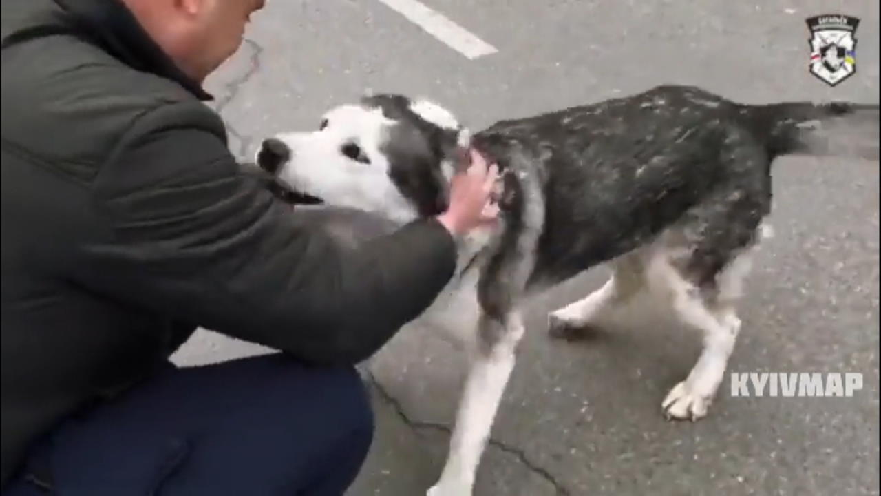 Hund findet sein Herrchen in Butscha wieder Bewegendes Wiedersehen
