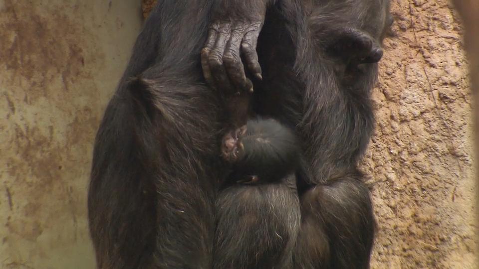 Schimpansen-Mutter präsentiert stolz ihr Baby Affen-Nachwuchs in Osnabrück