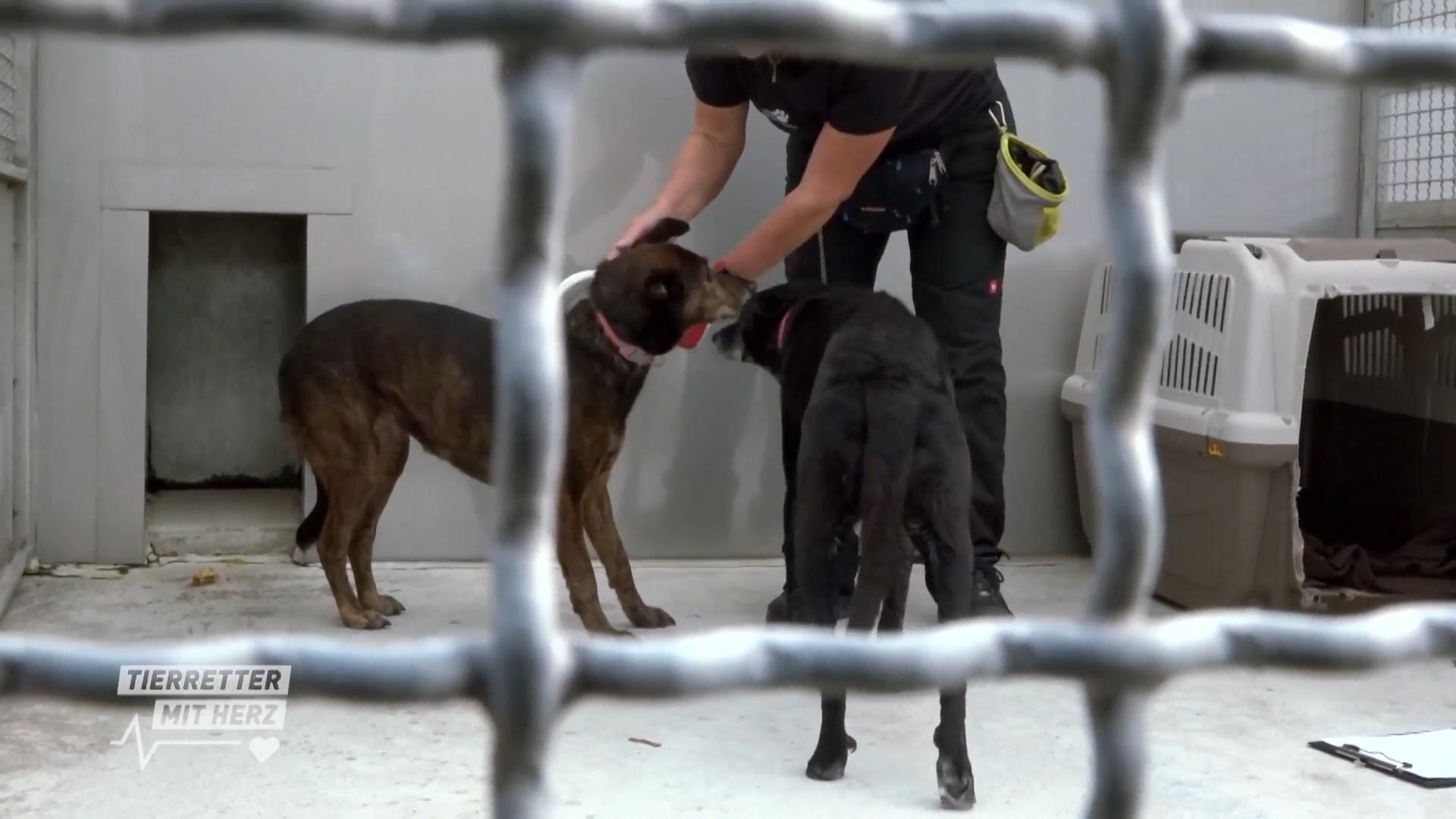 Zwei Fundhunde im Tierheim Bochum Neuzugänge