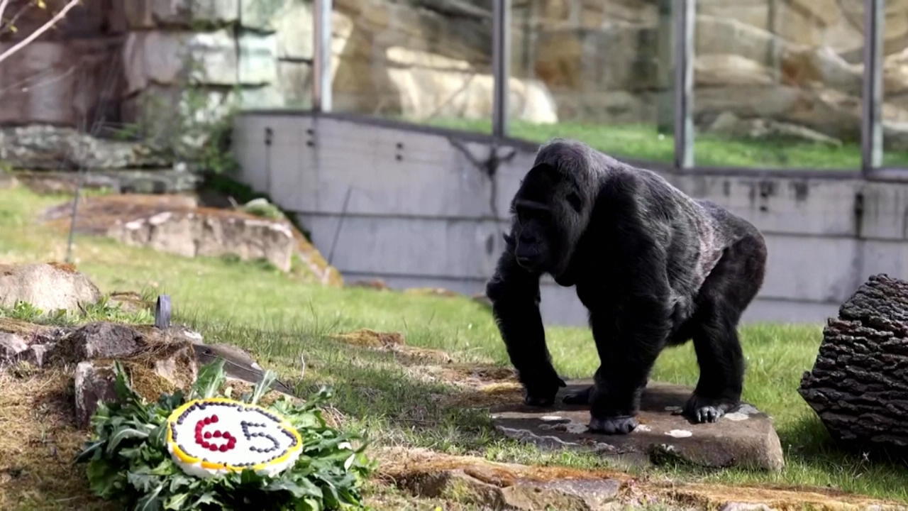 Gorilla-Dame Fatou wird 65 Jahre alt Happy Birthday!