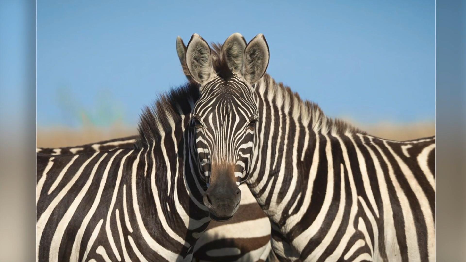 Which zebra is in front - left or right?  Optical illusions